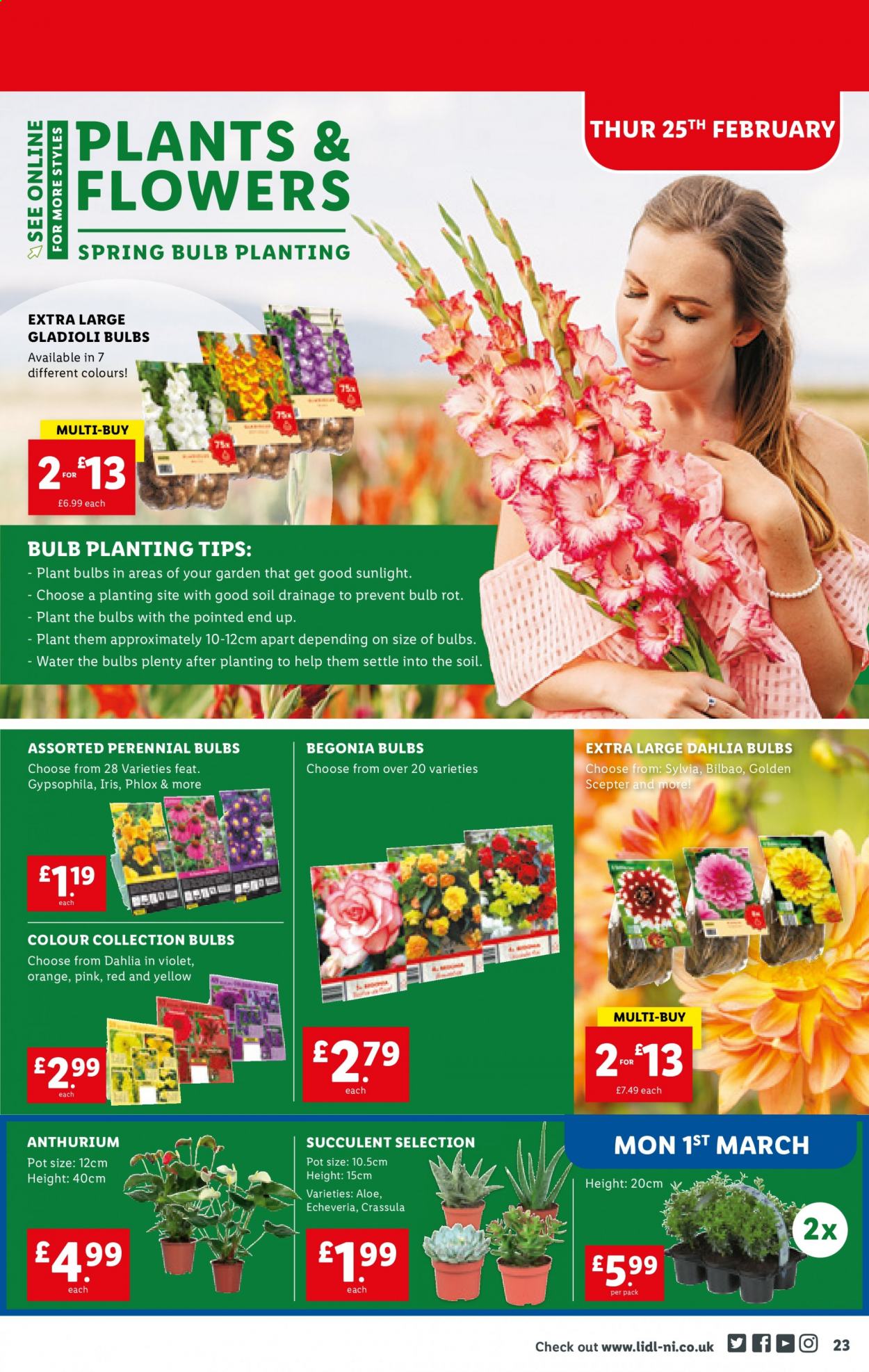 Lidl offer - 25/02/2021 - 03/03/2021. Page 23
