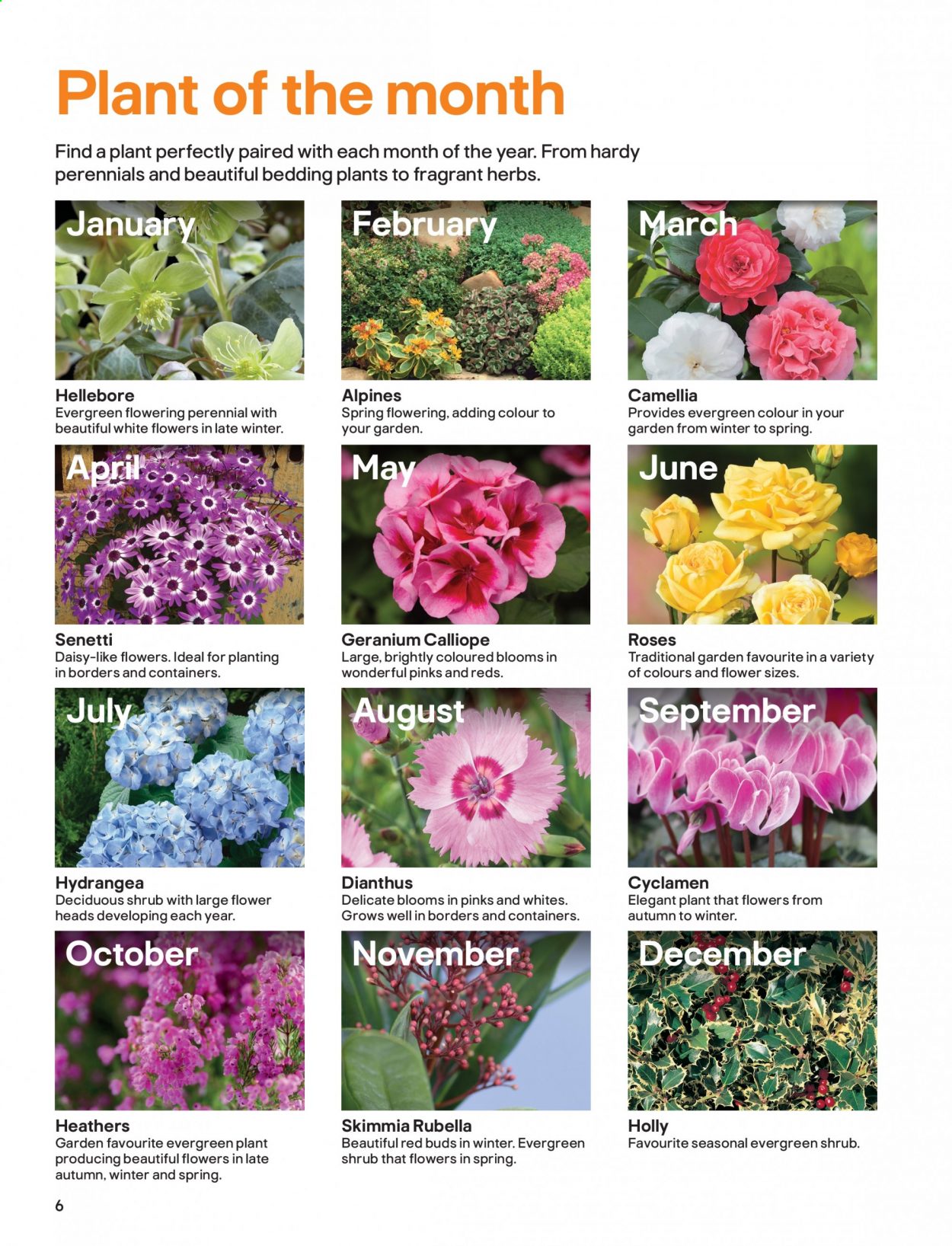 B&Q offer. Page 6
