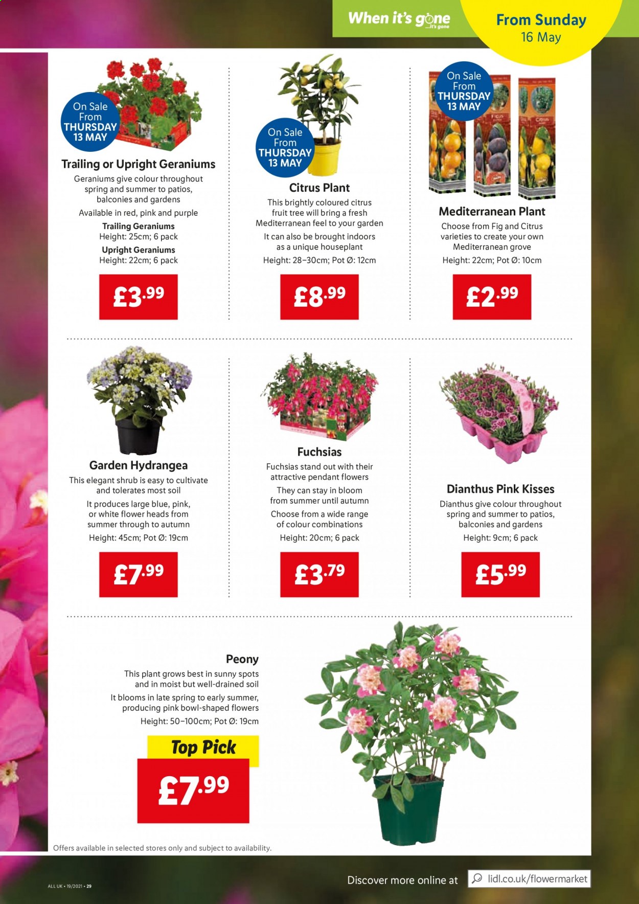 thumbnail - Lidl offer  - 13/05/2021 - 19/05/2021 - Sales products - pot, bowl, pendant, houseplant, fruit tree. Page 19.