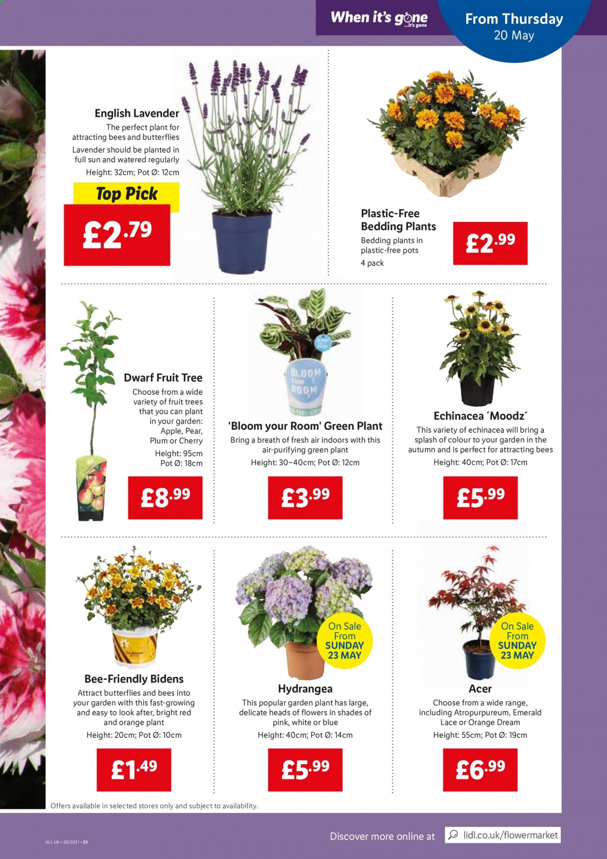 thumbnail - Lidl offer  - 20/05/2021 - 26/05/2021 - Sales products - pears, oranges, pot, bedding, Acer, fruit tree. Page 19.