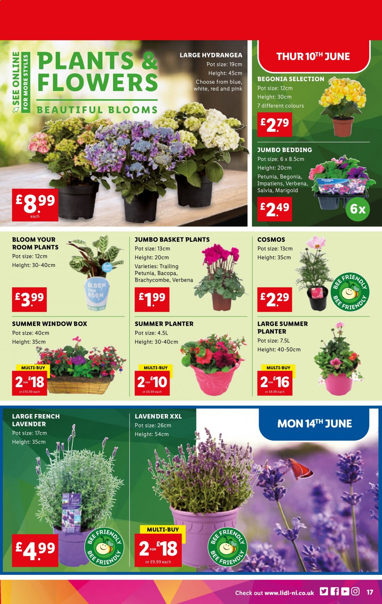 Lidl offer - 10/06/2021 - 16/06/2021. Page 17
