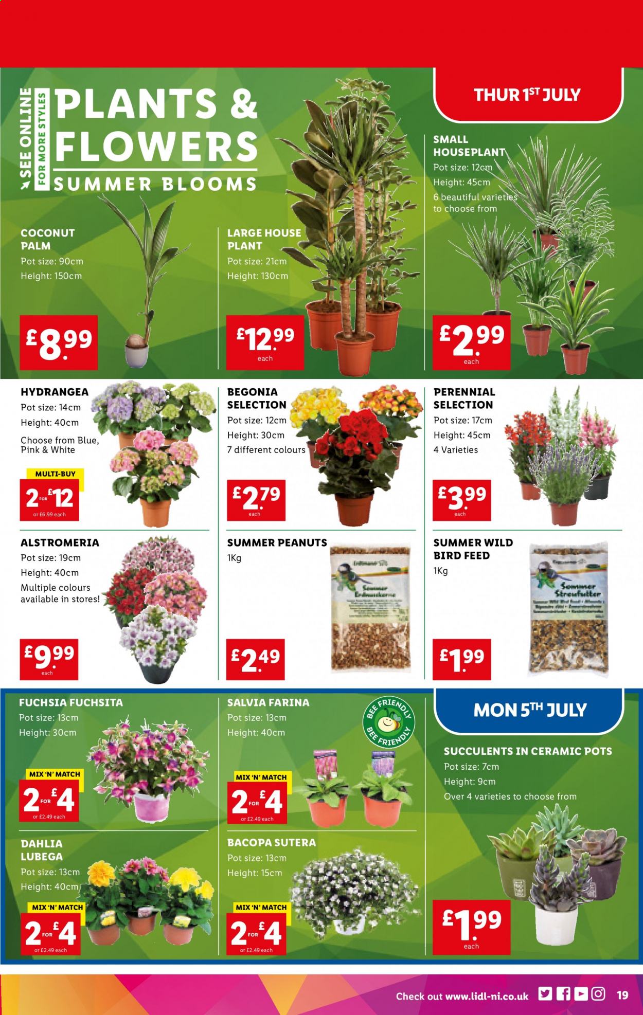 thumbnail - Lidl offer  - Sales products - coconut, peanuts, pot, houseplant, succulent, begonia, plant pot. Page 18.