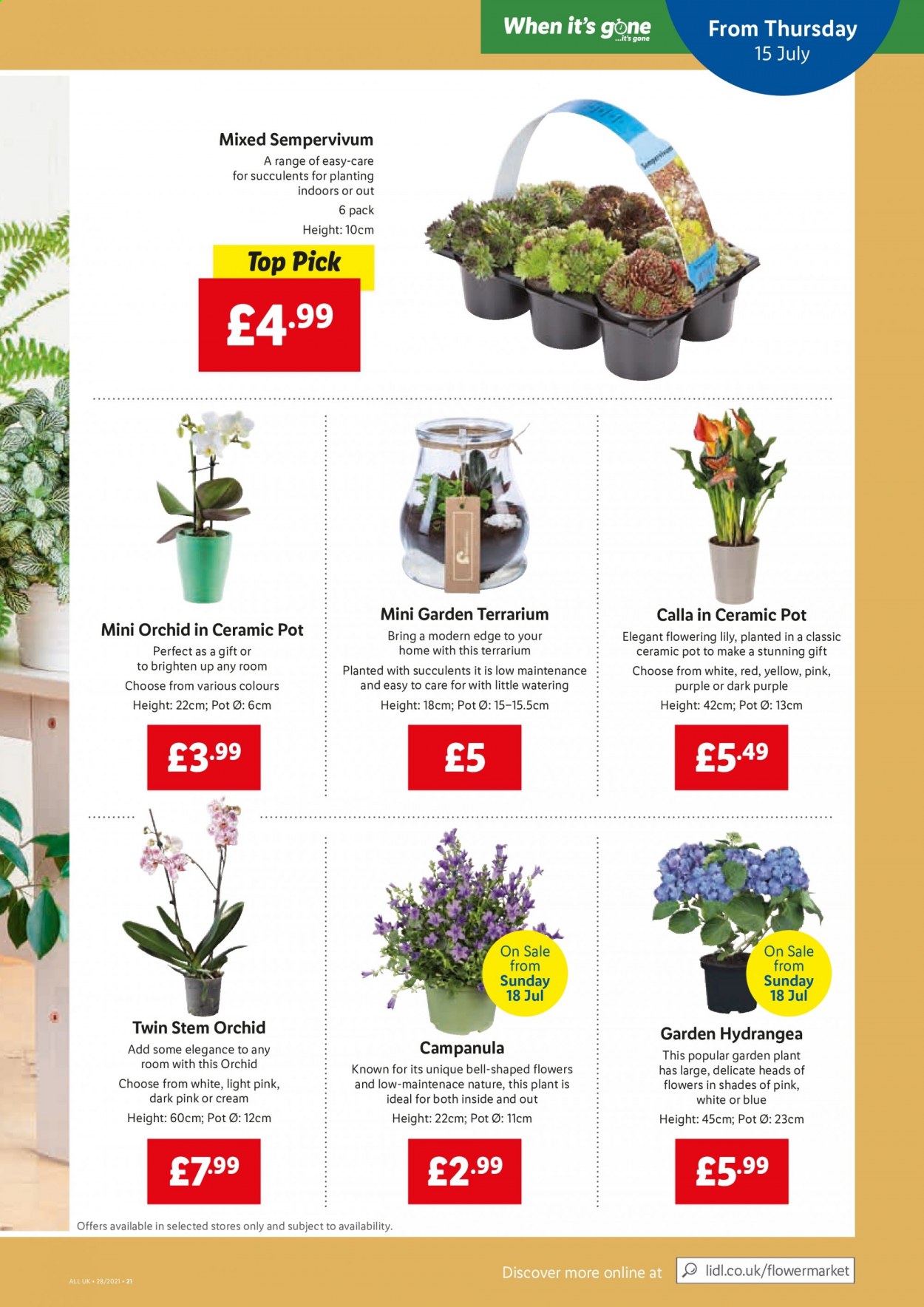 thumbnail - Lidl offer  - 15/07/2021 - 21/07/2021 - Sales products - pot, terrarium, succulent, Campanula. Page 21.