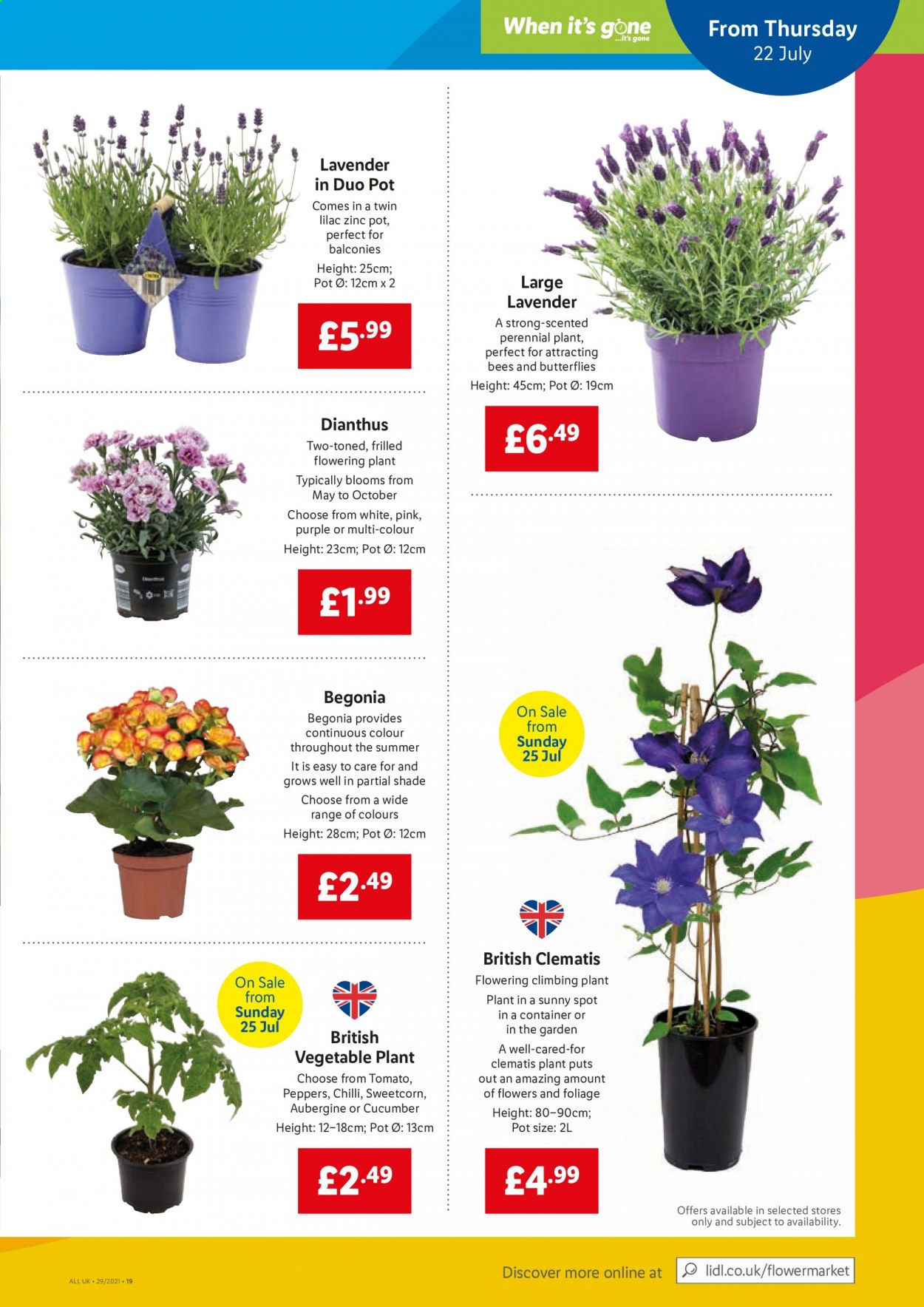 thumbnail - Lidl offer  - 22/07/2021 - 28/07/2021 - Sales products - container, eggplant, pot, begonia, zinc. Page 17.