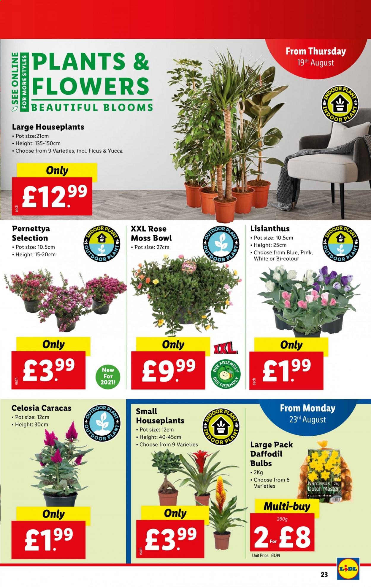 Lidl offer - 19/08/2021 - 25/08/2021. Page 23