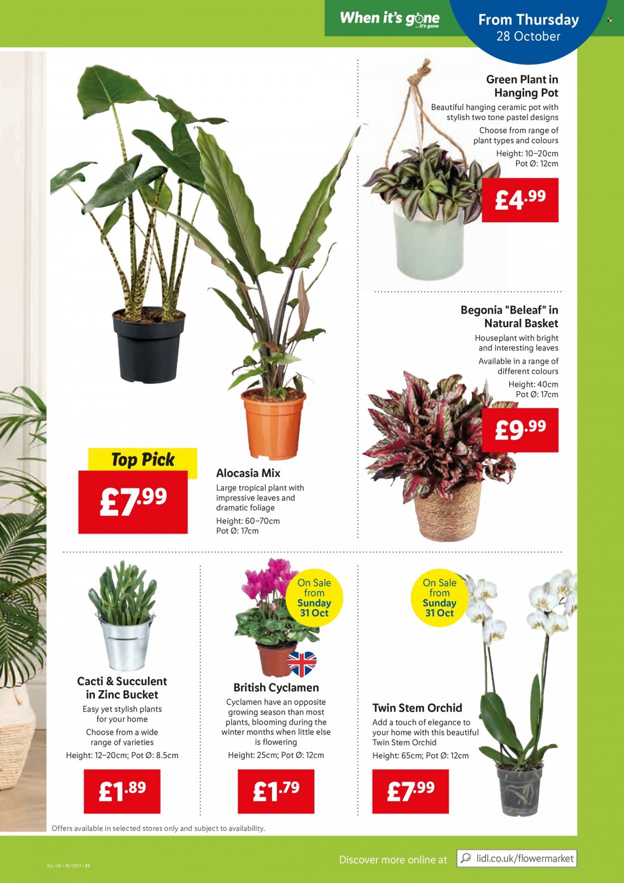 thumbnail - Lidl offer  - 28/10/2021 - 03/11/2021 - Sales products - basket, pot, houseplant, succulent, begonia, zinc. Page 21.