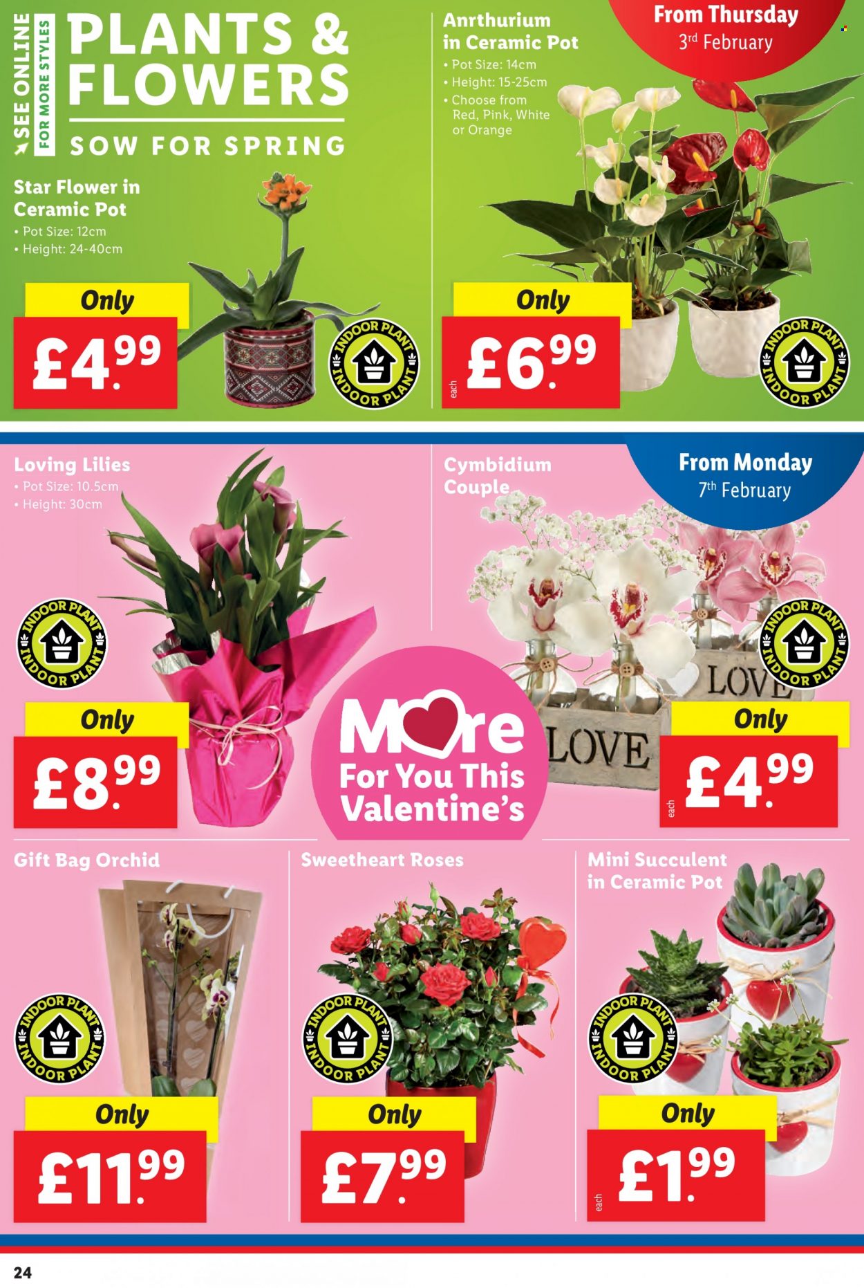 Lidl offer - 03/02/2022 - 09/02/2022. Page 24