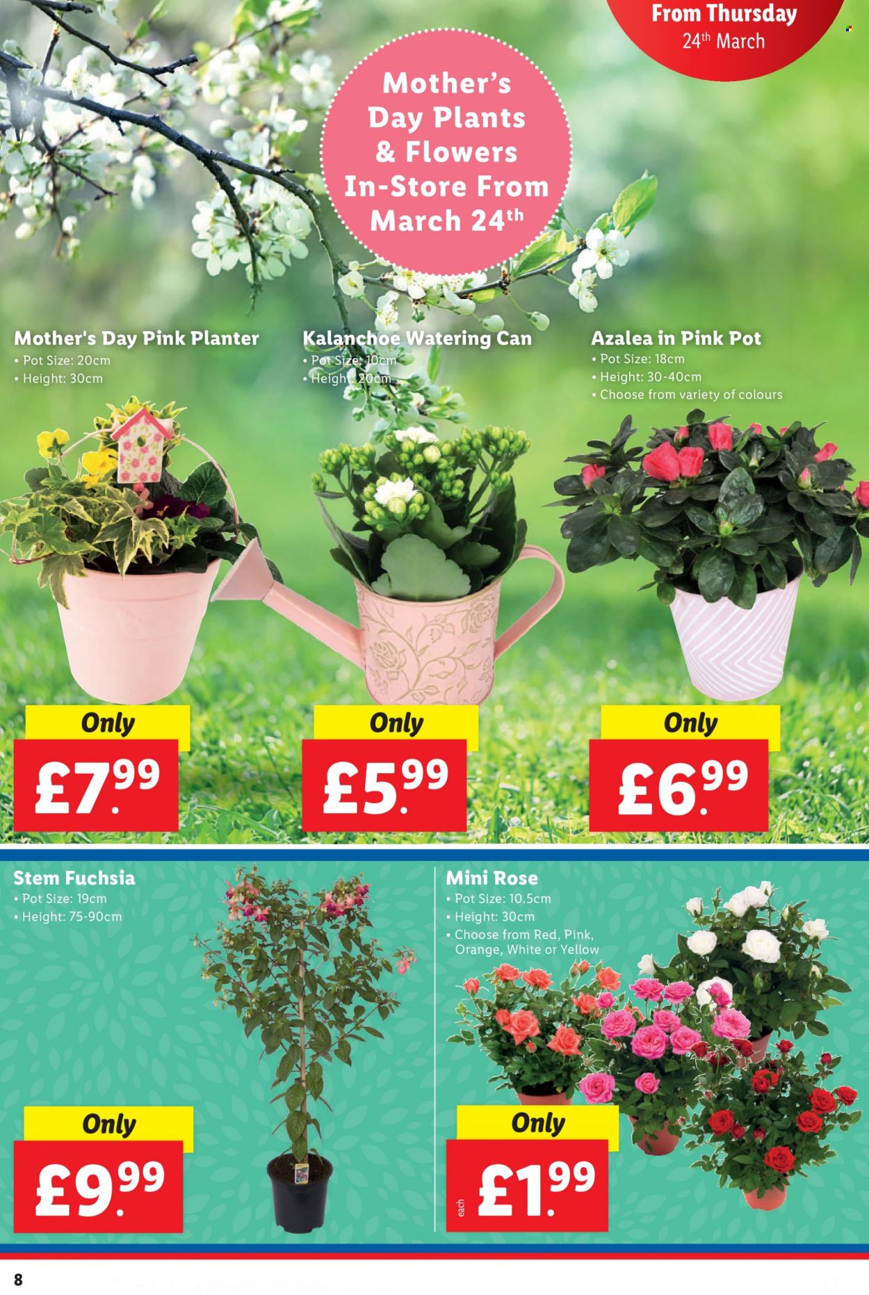 Lidl offer - 24/03/2022 - 30/03/2022. Page 8