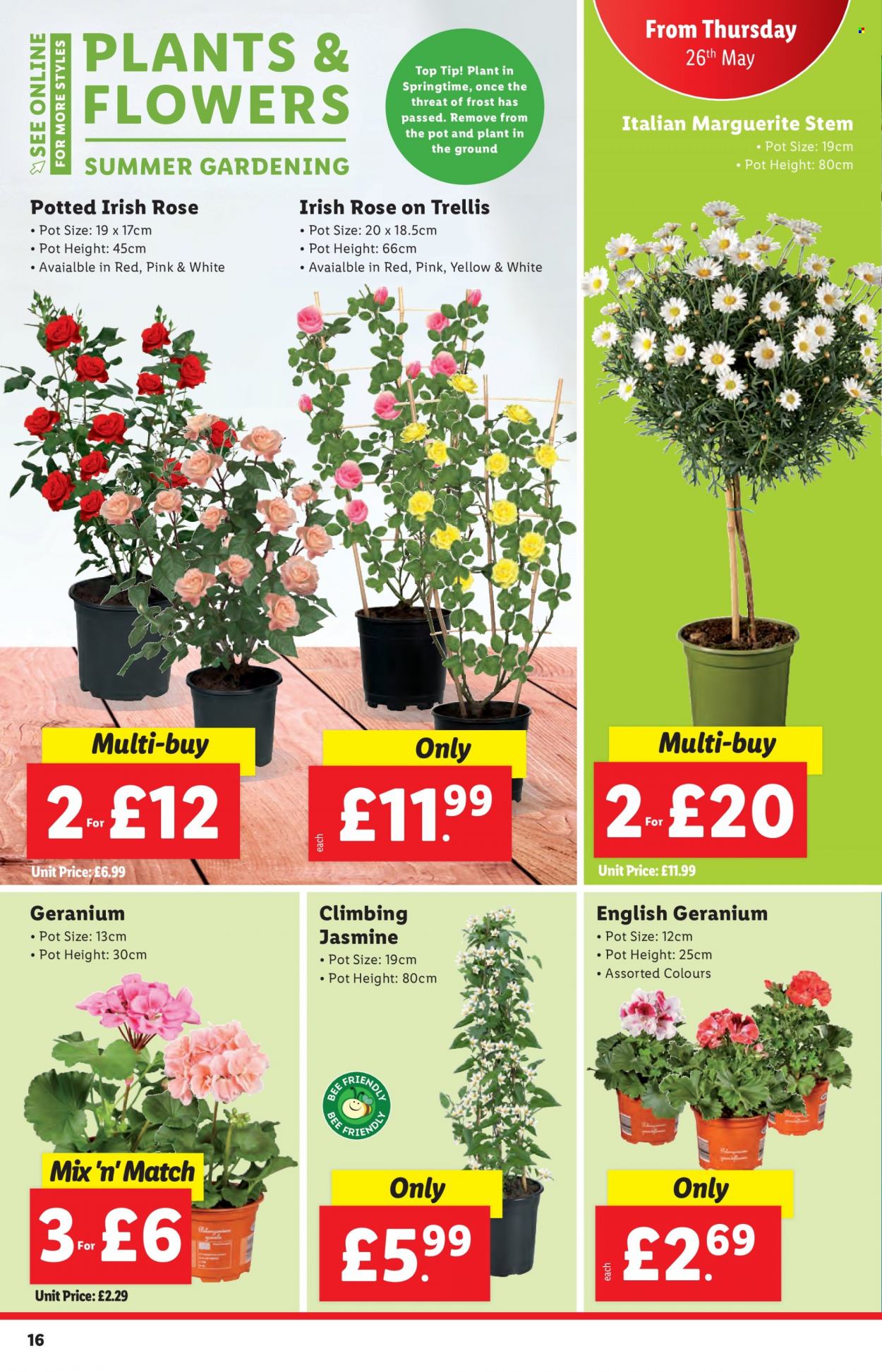 Lidl offer - 26/05/2022 - 01/06/2022. Page 16