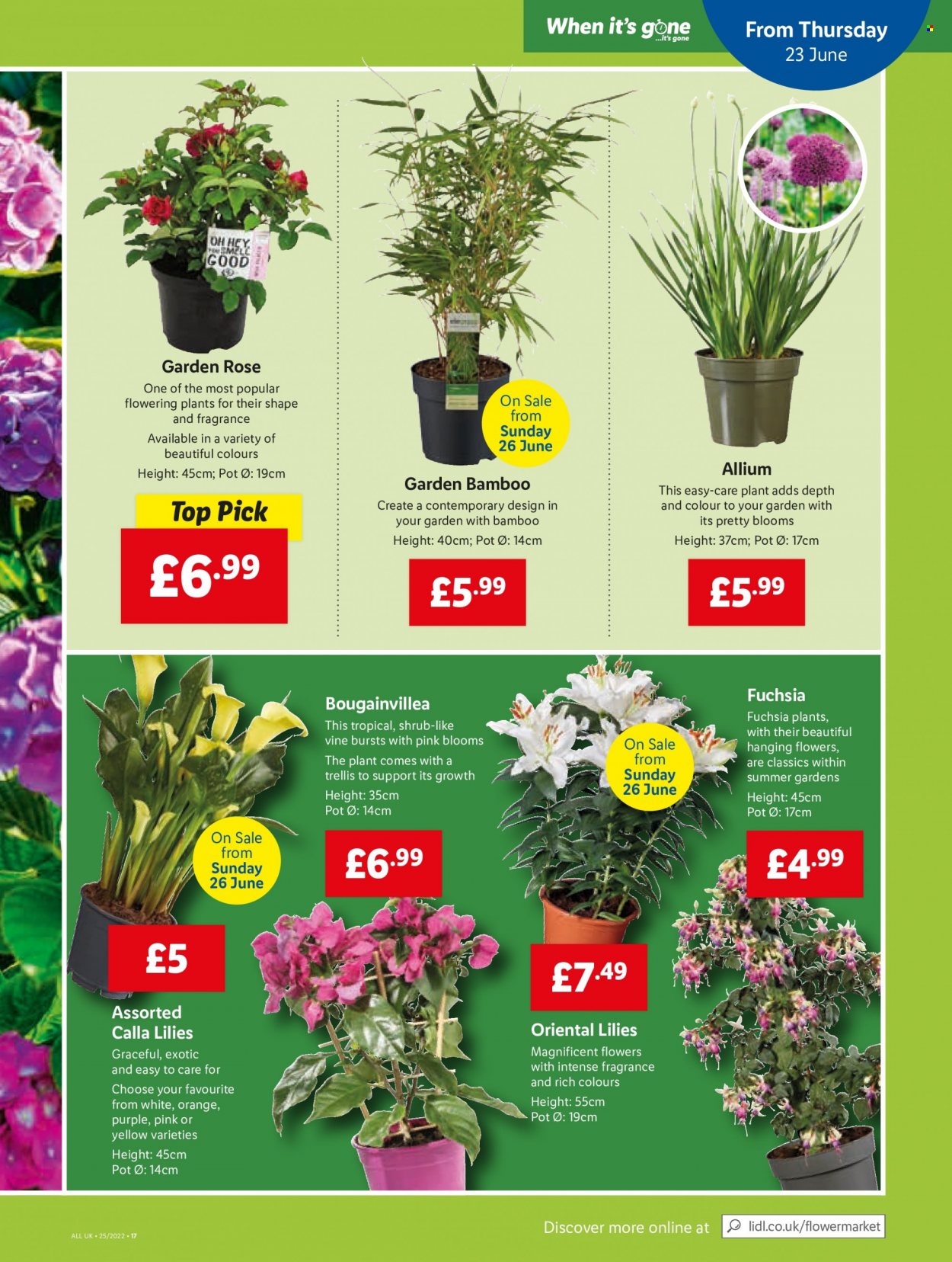 Lidl offer - 23/06/2022 - 29/06/2022. Page 15