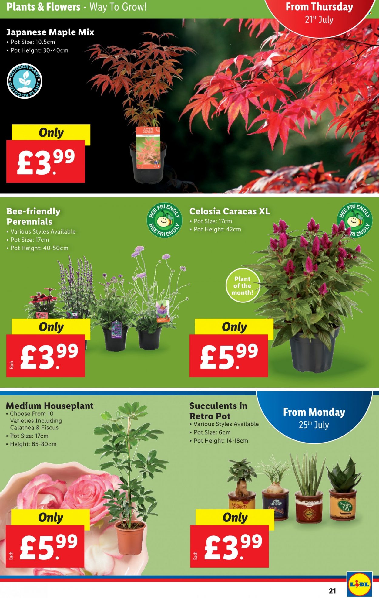 Lidl offer - 21/07/2022 - 27/07/2022. Page 21