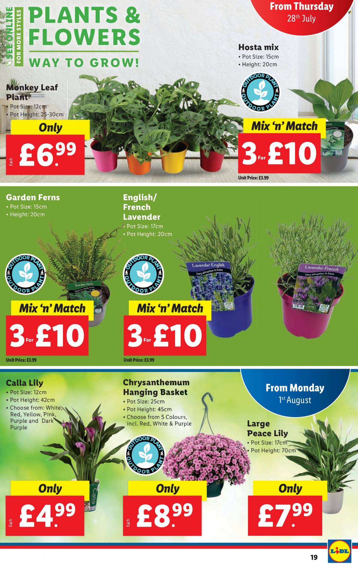 Lidl offer - 28/07/2022 - 03/08/2022. Page 19