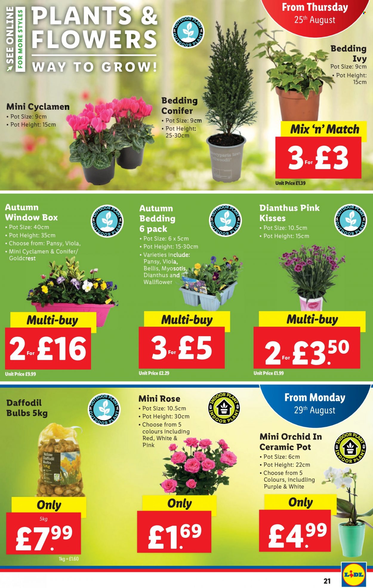 Lidl offer - 25/08/2022 - 31/08/2022. Page 21