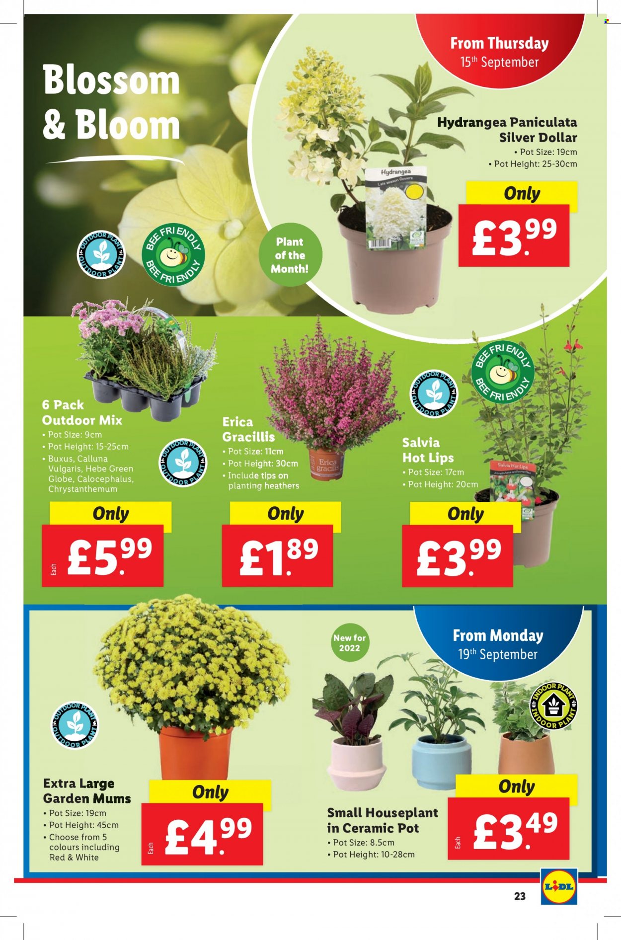 Lidl offer - 15/09/2022 - 21/09/2022. Page 23
