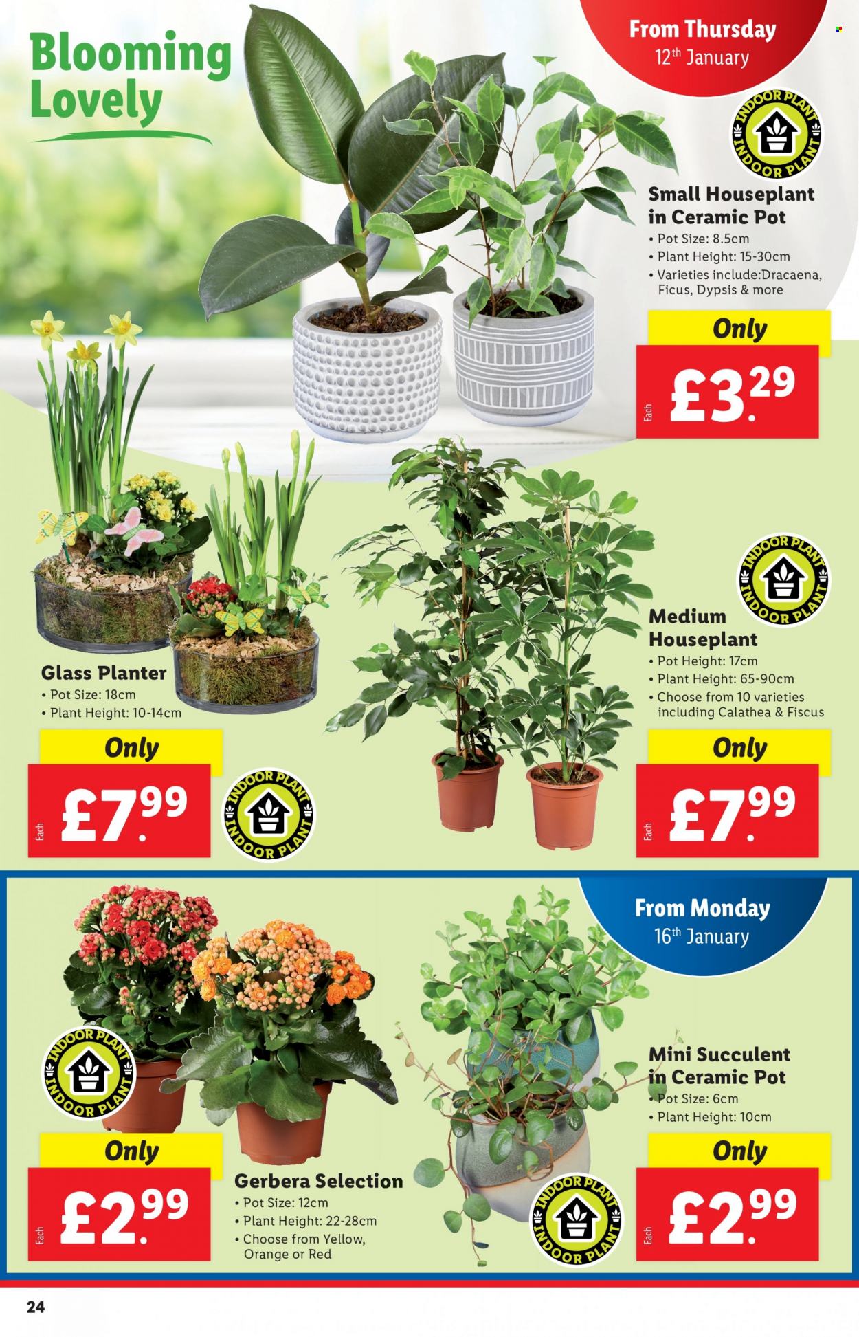 Lidl offer - 12/01/2023 - 18/01/2023. Page 24