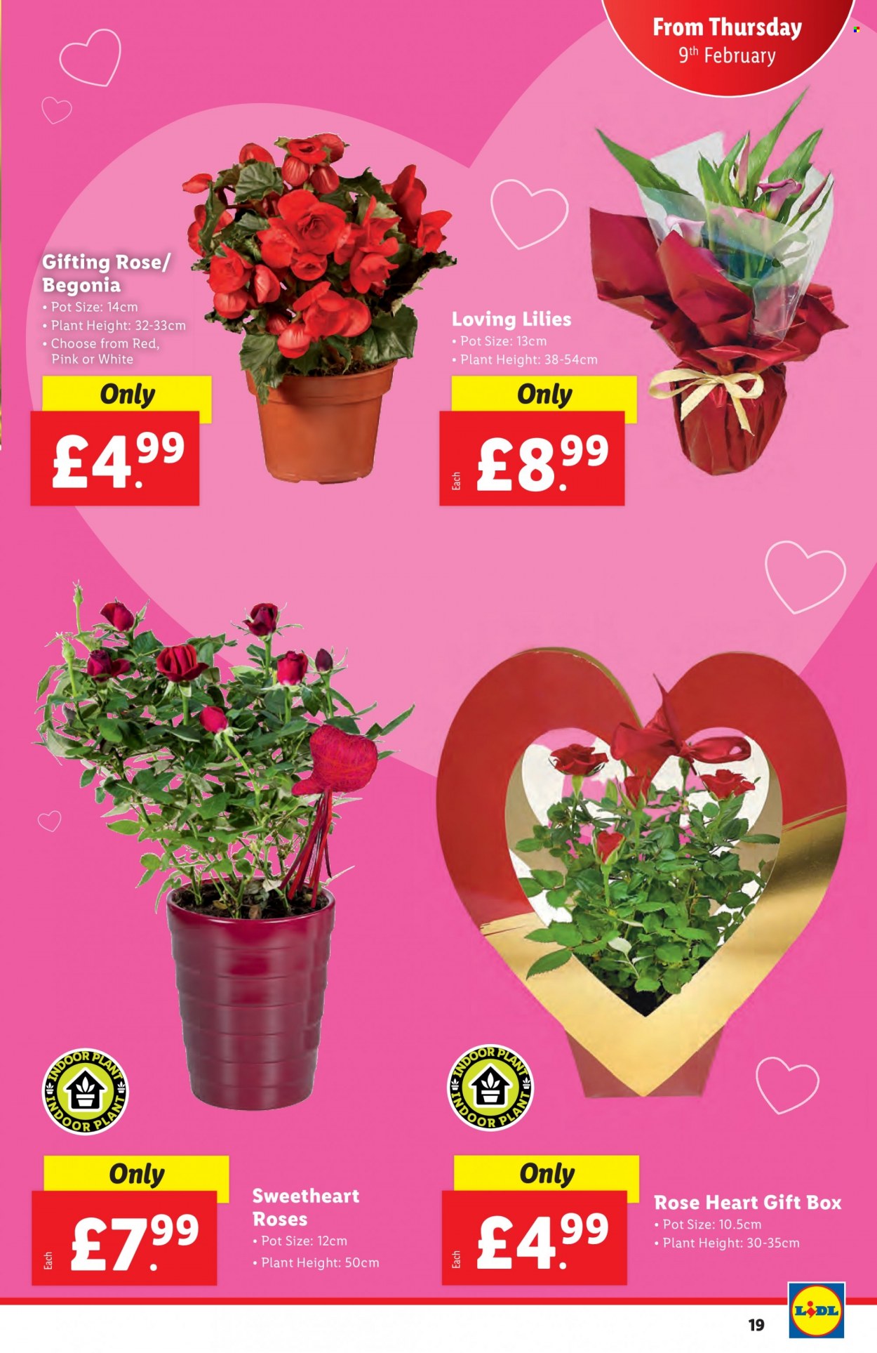 Lidl offer - 09/02/2023 - 15/02/2023. Page 19