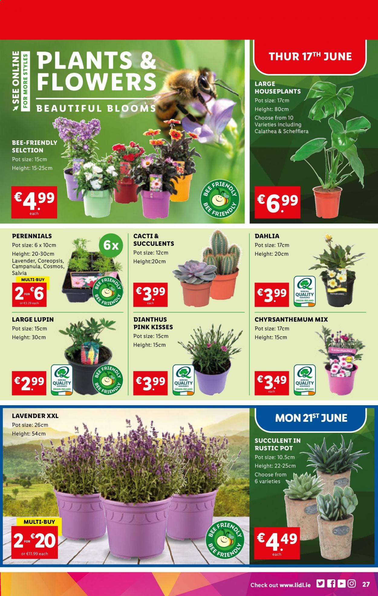 Lidl offer - 17.06.2021 - 23.06.2021. Page 27