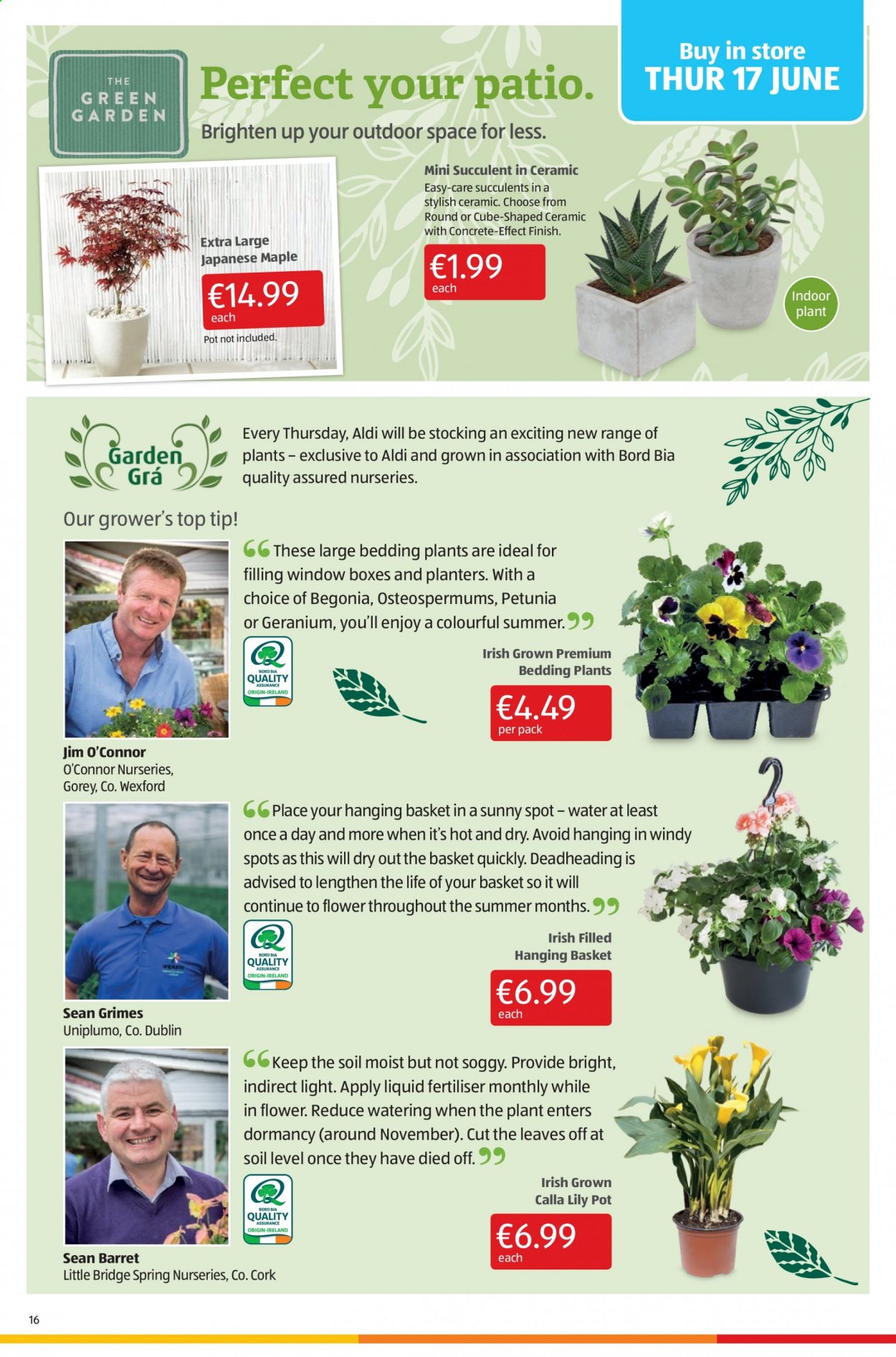 thumbnail - Aldi offer  - 17.06.2021 - 23.06.2021 - Sales products - Planters, pot, bedding, succulent, begonia. Page 16.