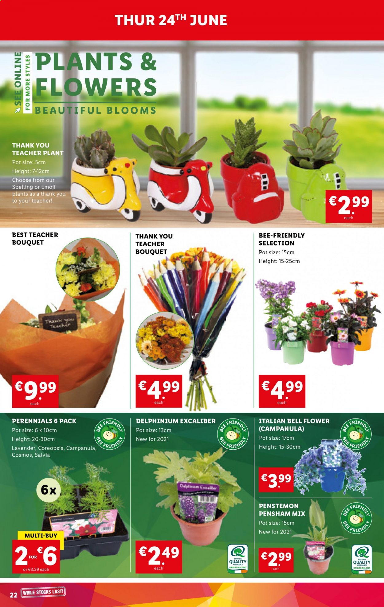 thumbnail - Lidl offer  - 24.06.2021 - 30.06.2021 - Sales products - pot, bouquet, bell flower, Campanula, plant pot. Page 22.