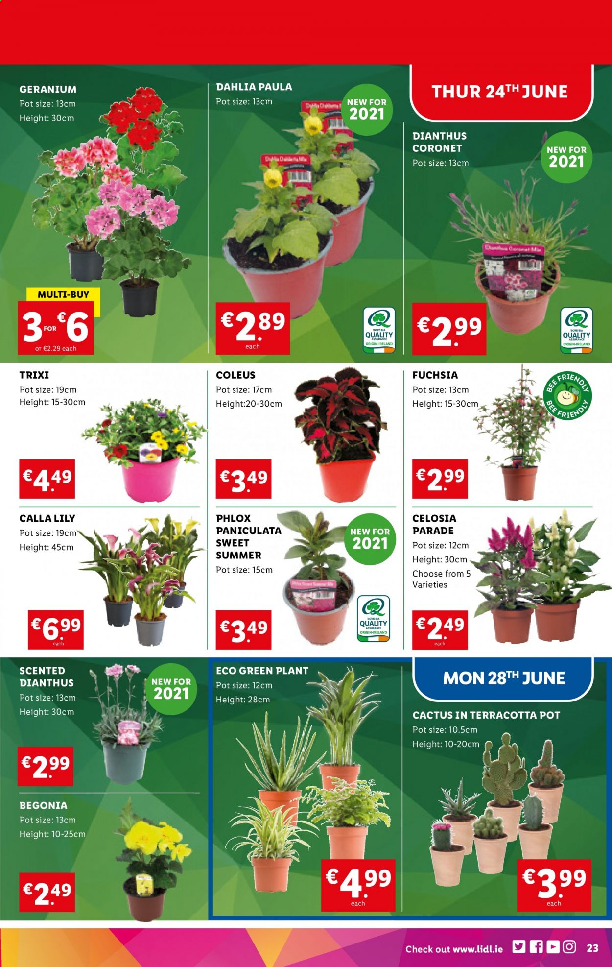 thumbnail - Lidl offer  - 24.06.2021 - 30.06.2021 - Sales products - pot, cactus, begonia. Page 23.