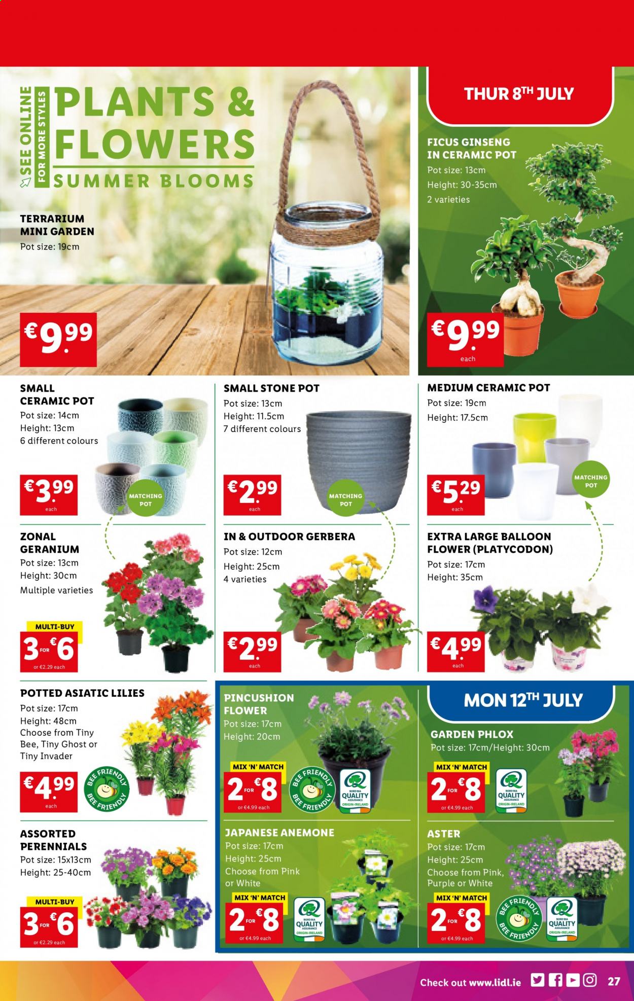 thumbnail - Lidl offer  - 08.07.2021 - 14.07.2021 - Sales products - pot, balloons, terrarium, gerbera, ginseng. Page 27.