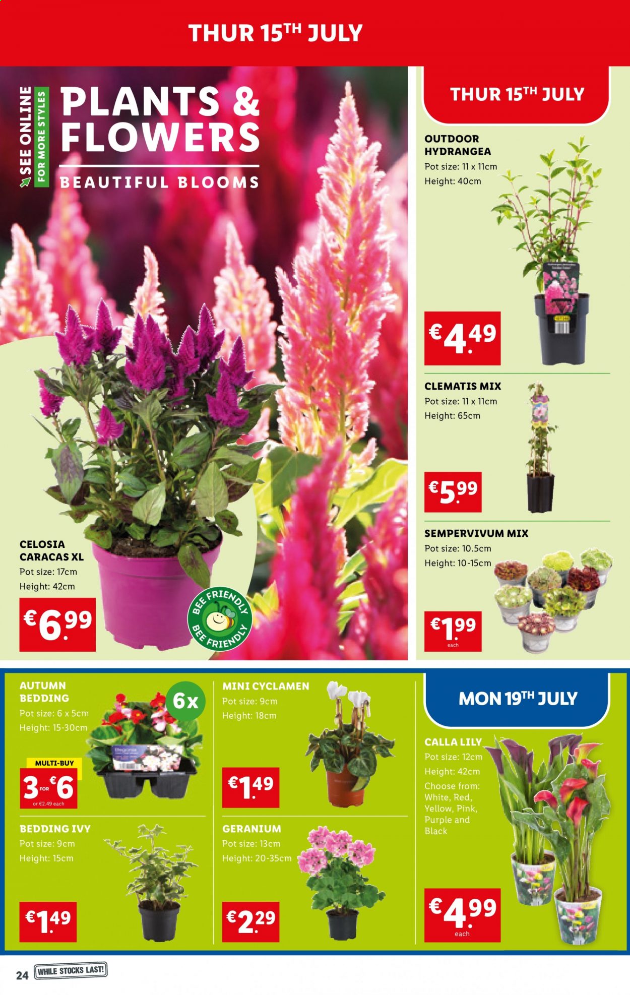 thumbnail - Lidl offer  - 15.07.2021 - 21.07.2021 - Sales products - pot, bedding. Page 24.