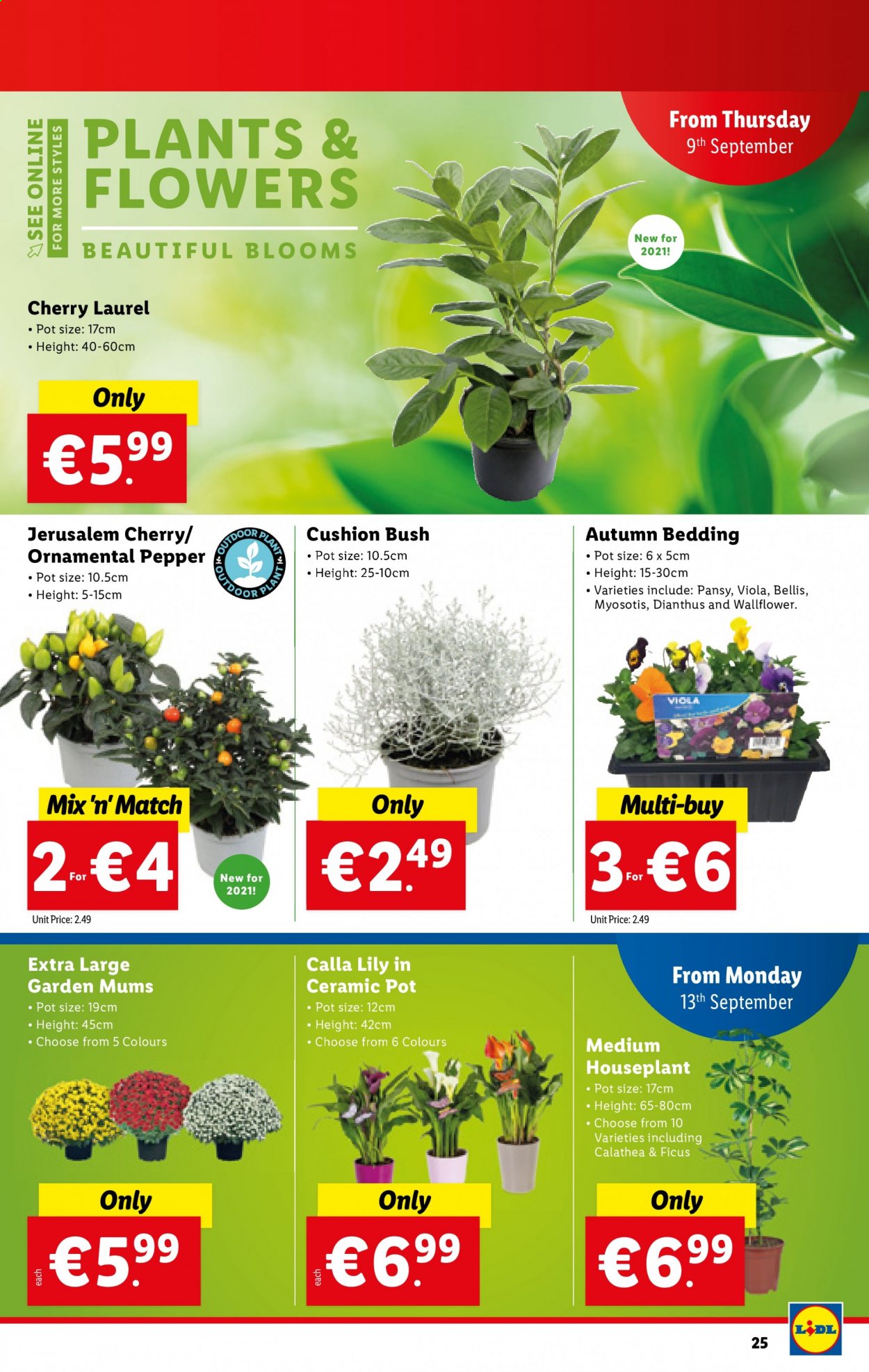 thumbnail - Lidl offer  - 09.09.2021 - 15.09.2021 - Sales products - cherries, pepper, pot, bedding, cushion, houseplant. Page 25.