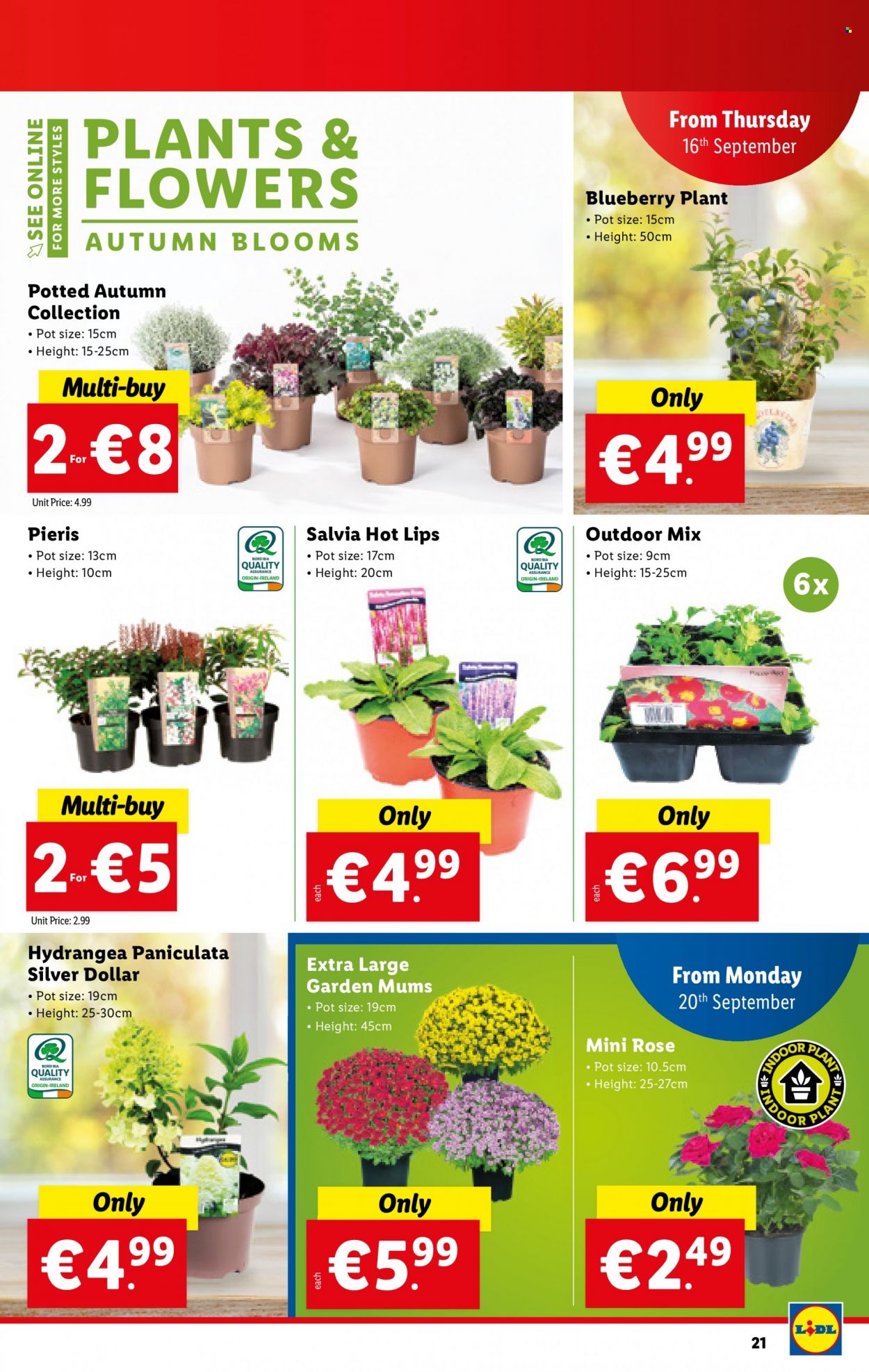 Lidl offer - 16.09.2021 - 22.09.2021. Page 21