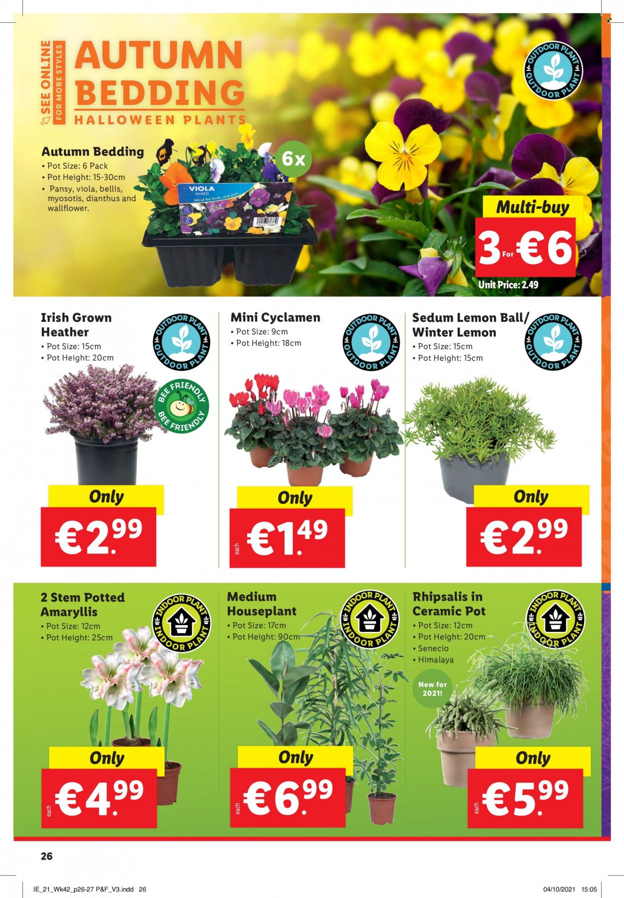 thumbnail - Lidl offer  - 21.10.2021 - 27.10.2021 - Sales products - Halloween, pot, bedding, houseplant. Page 26.