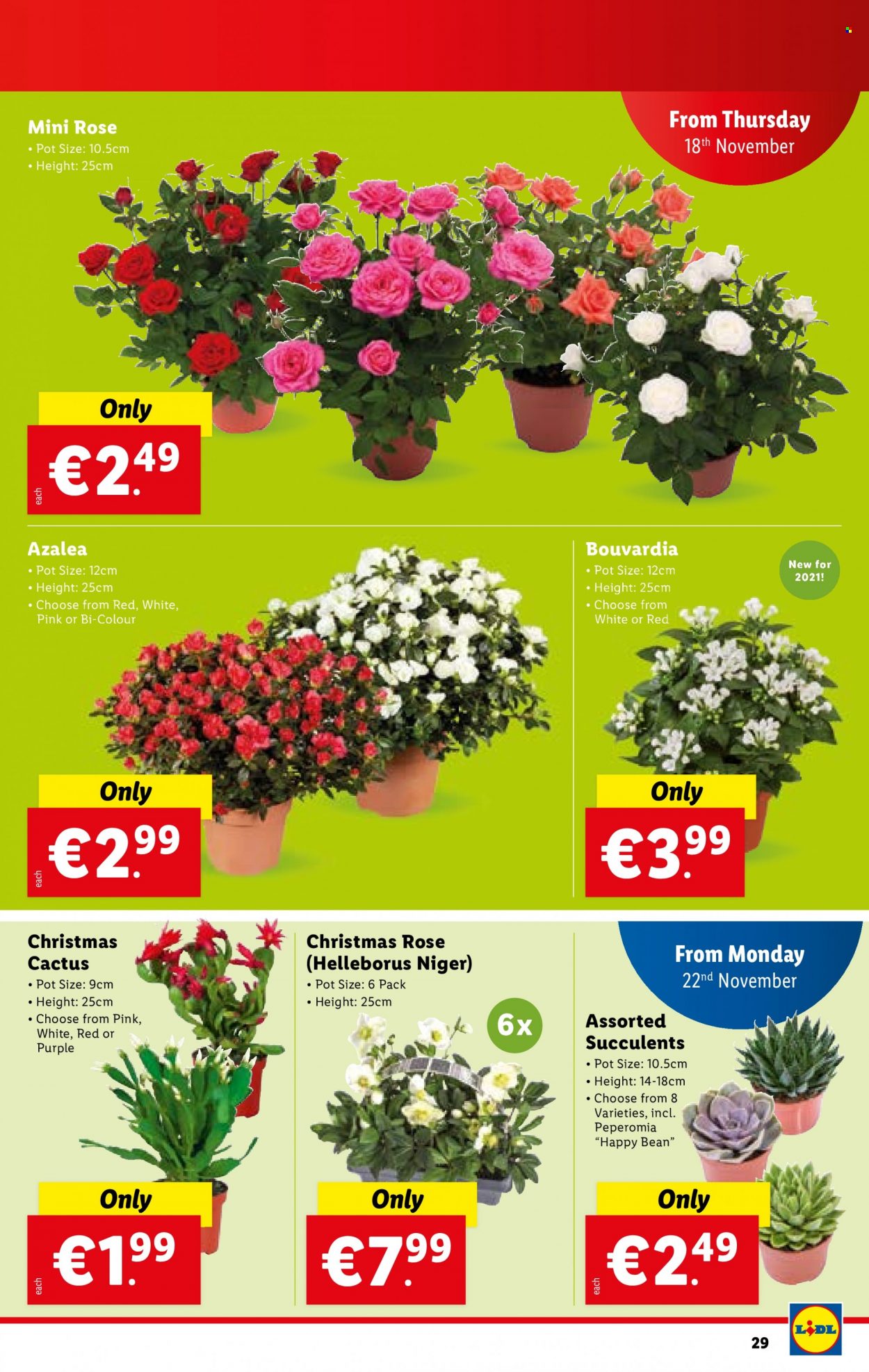 Lidl offer - 18.11.2021 - 24.11.2021. Page 29