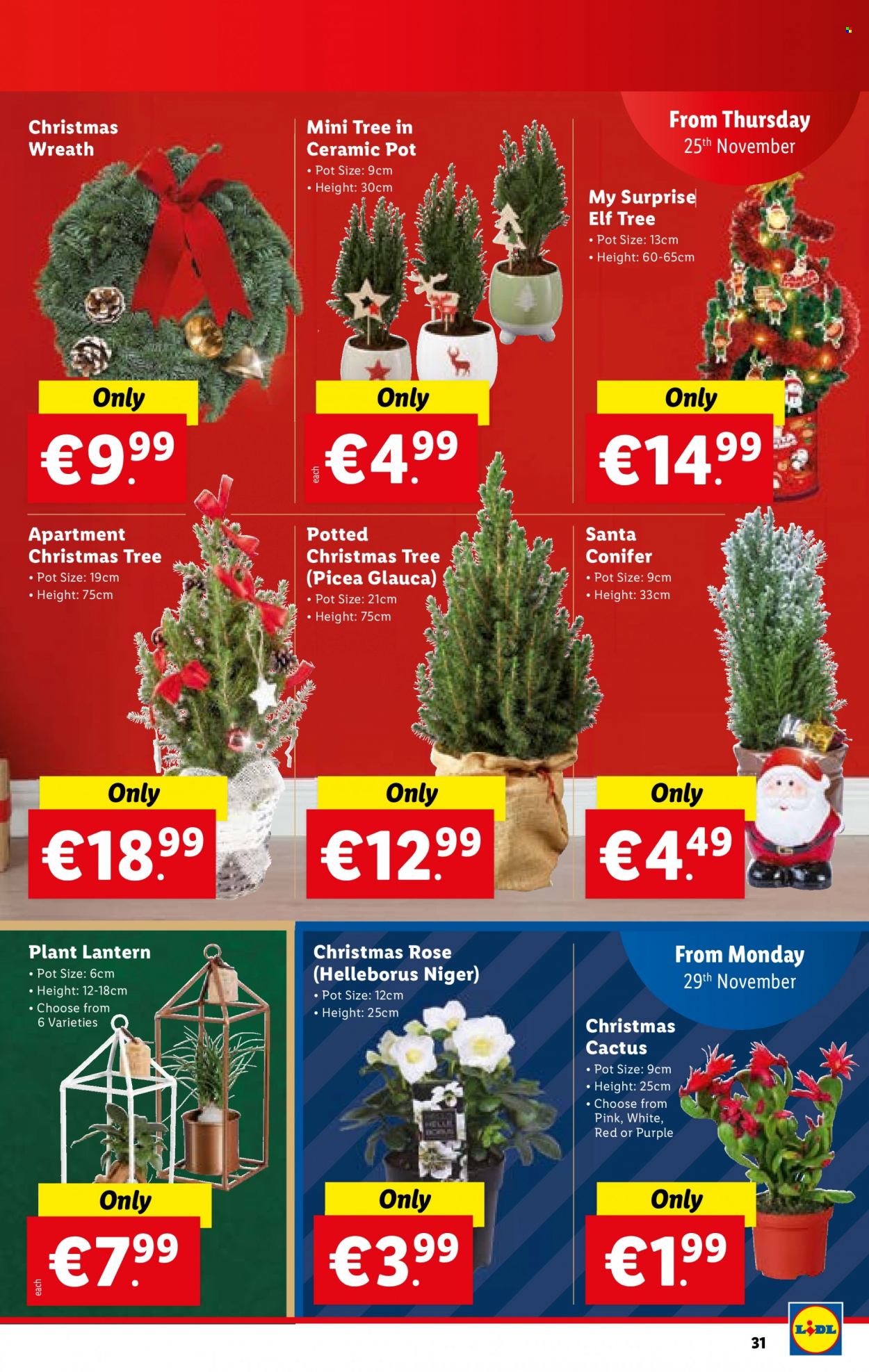 thumbnail - Lidl offer  - 25.11.2021 - 01.12.2021 - Sales products - Elf, wreath, christmas tree, lantern, Santa, wine, rosé wine, pot, cactus, rose. Page 31.