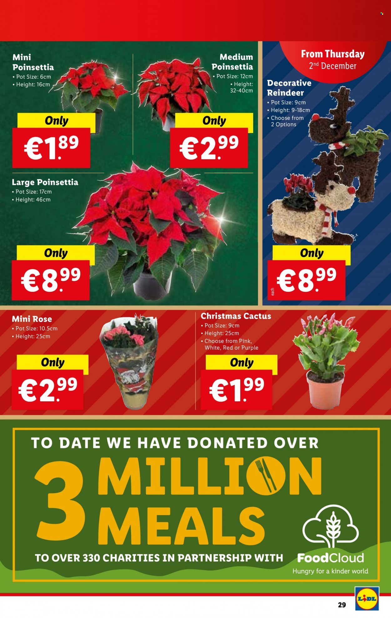 thumbnail - Lidl offer  - 02.12.2021 - 08.12.2021 - Sales products - reindeer, wine, rosé wine, pot, poinsettia, cactus, rose. Page 29.