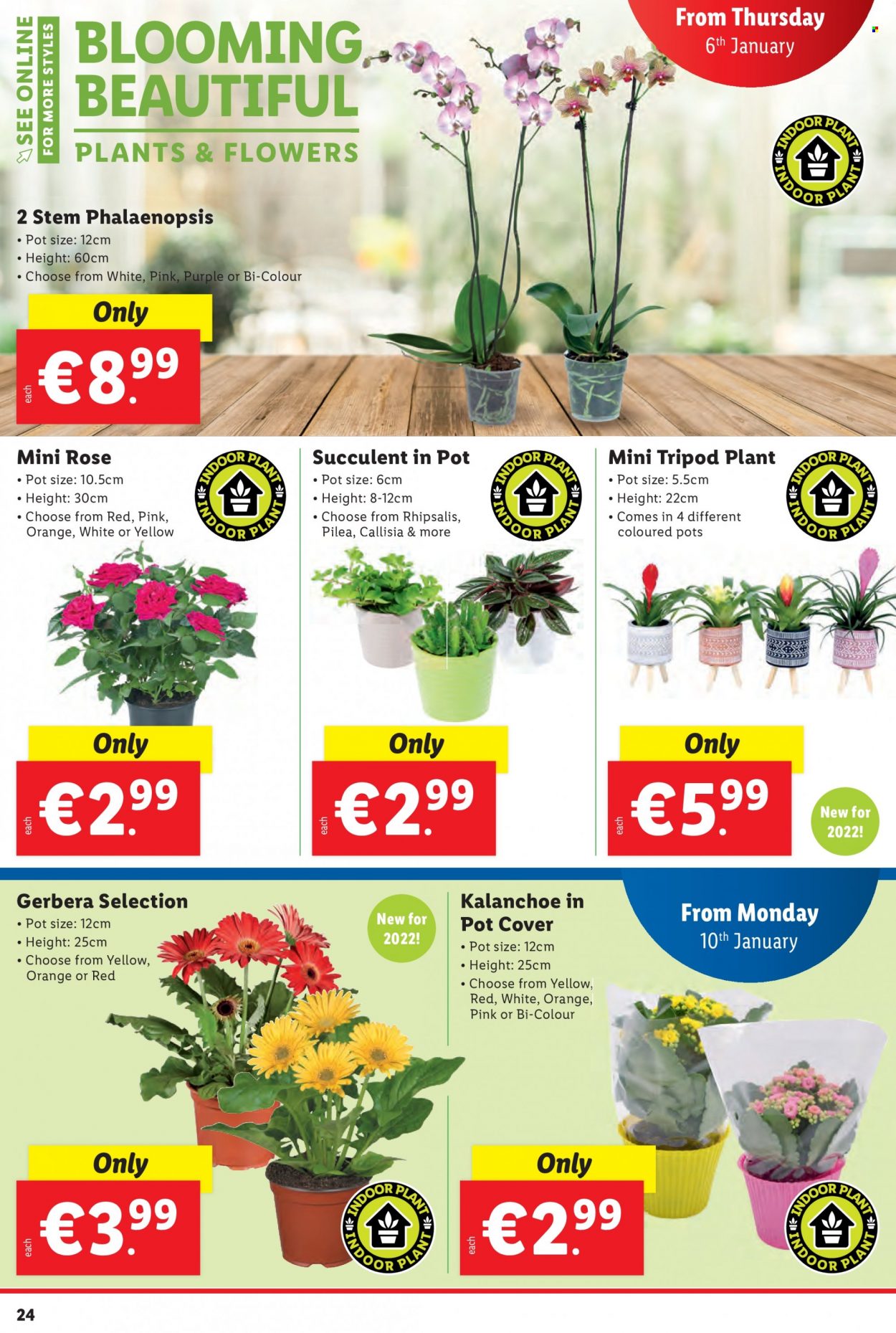 Lidl offer - 06.01.2022 - 12.01.2022. Page 24