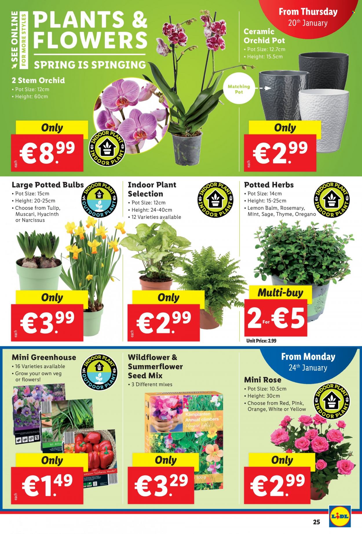 thumbnail - Lidl offer  - 20.01.2022 - 26.01.2022 - Sales products - rosemary, herbs, rosé wine, pot, bulb, plant seeds, greenhouse, hyacinth, rose. Page 26.
