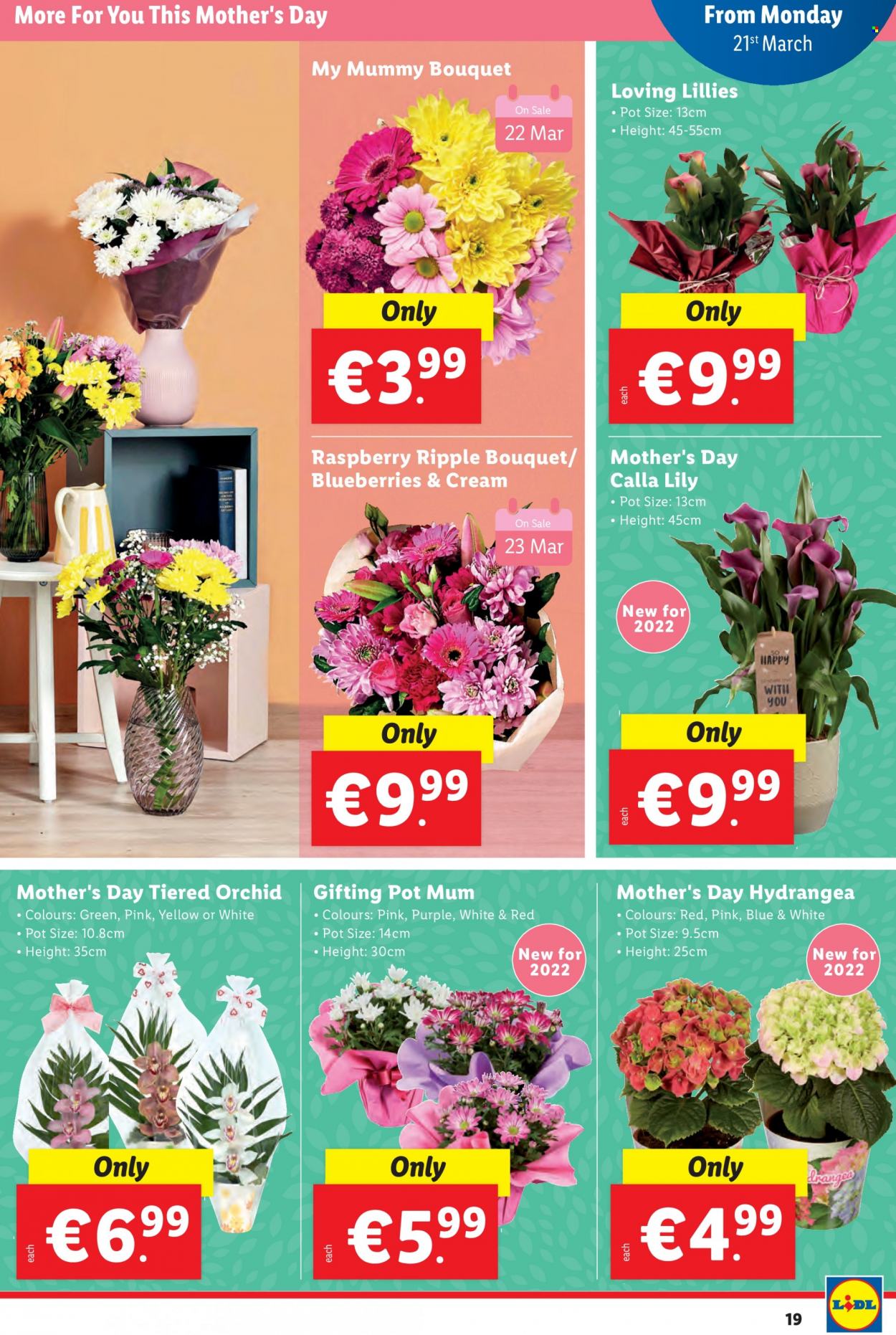 Lidl offer - 16.03.2022 - 23.03.2022. Page 19
