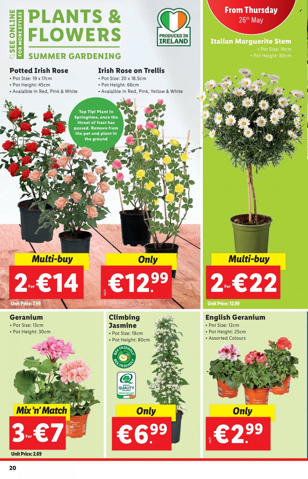 thumbnail - Lidl offer  - 26.05.2022 - 01.06.2022 - Sales products - pot. Page 20.
