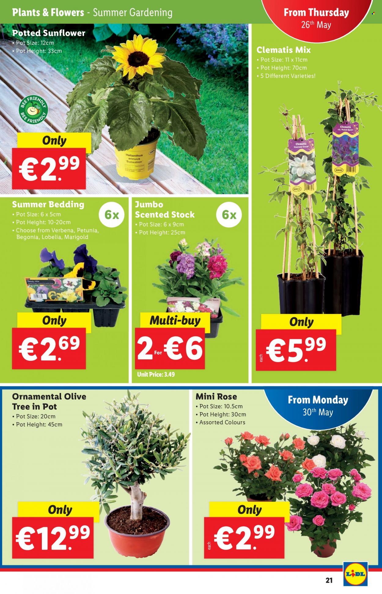 thumbnail - Lidl offer  - 26.05.2022 - 01.06.2022 - Sales products - wine, rosé wine, pot, bedding, sunflower, begonia, rose. Page 21.