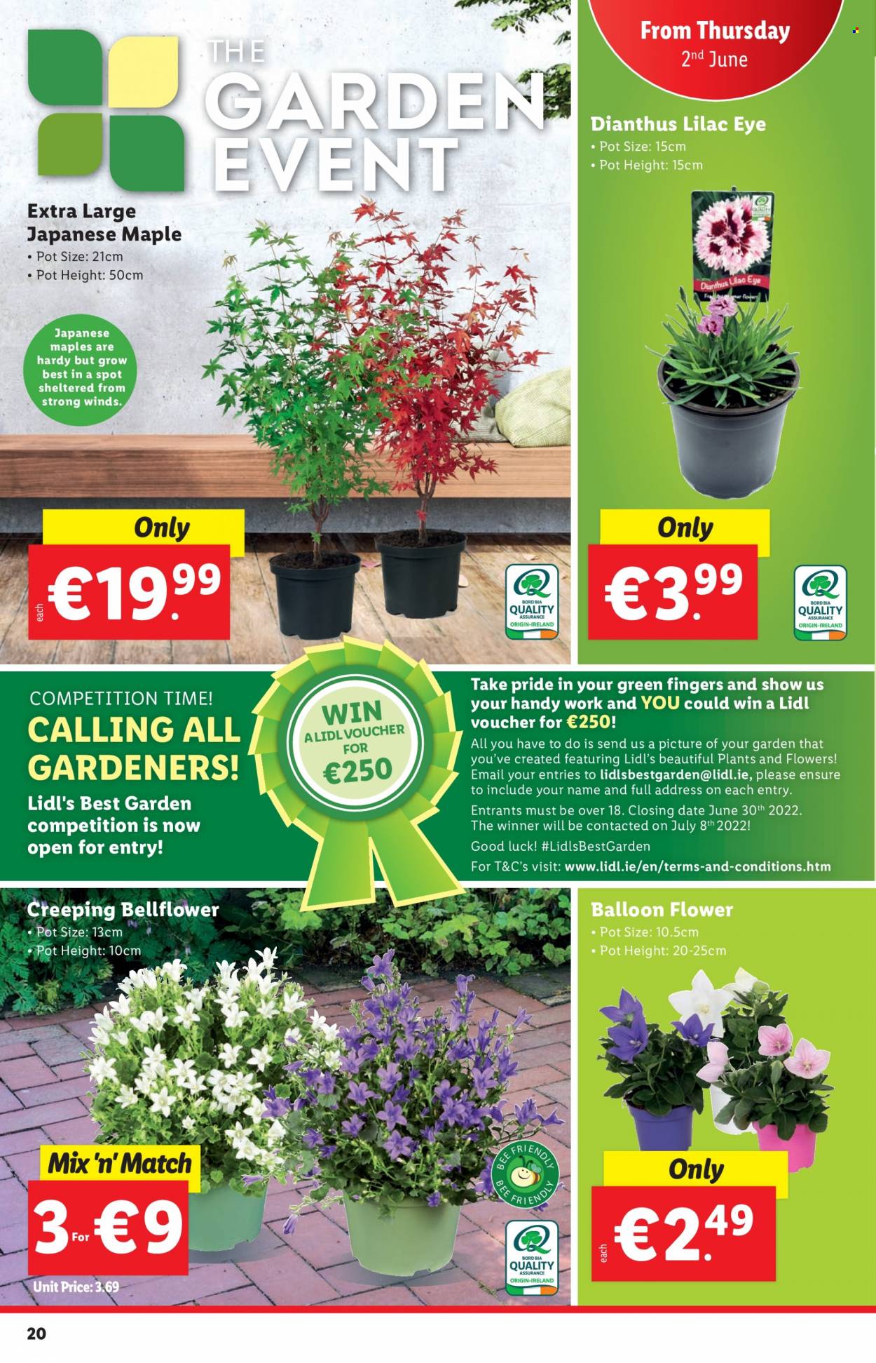 thumbnail - Lidl offer  - 02.06.2022 - 08.06.2022 - Sales products - pot, balloons. Page 20.