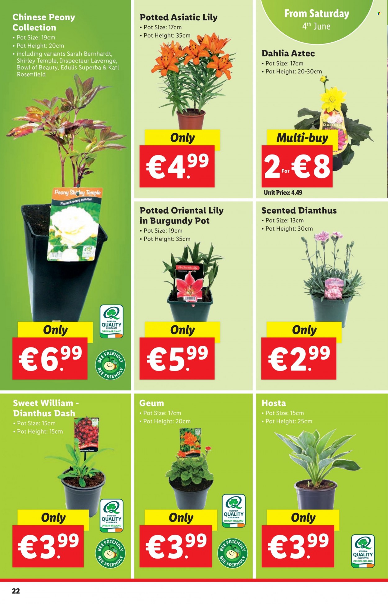 thumbnail - Lidl offer  - 02.06.2022 - 08.06.2022 - Sales products - pot, owl. Page 22.