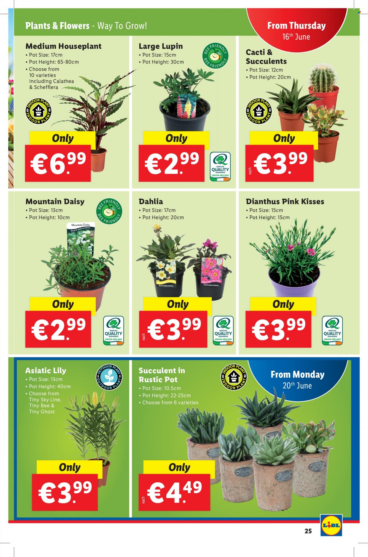 Lidl offer - 16.06.2022 - 22.06.2022. Page 25