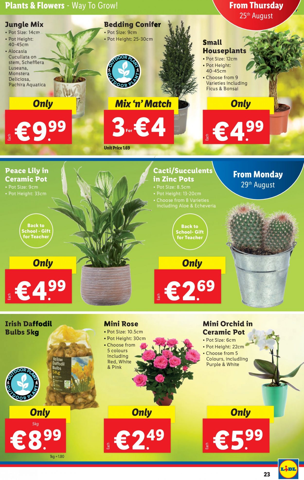 Lidl offer - 25.08.2022 - 31.08.2022. Page 23