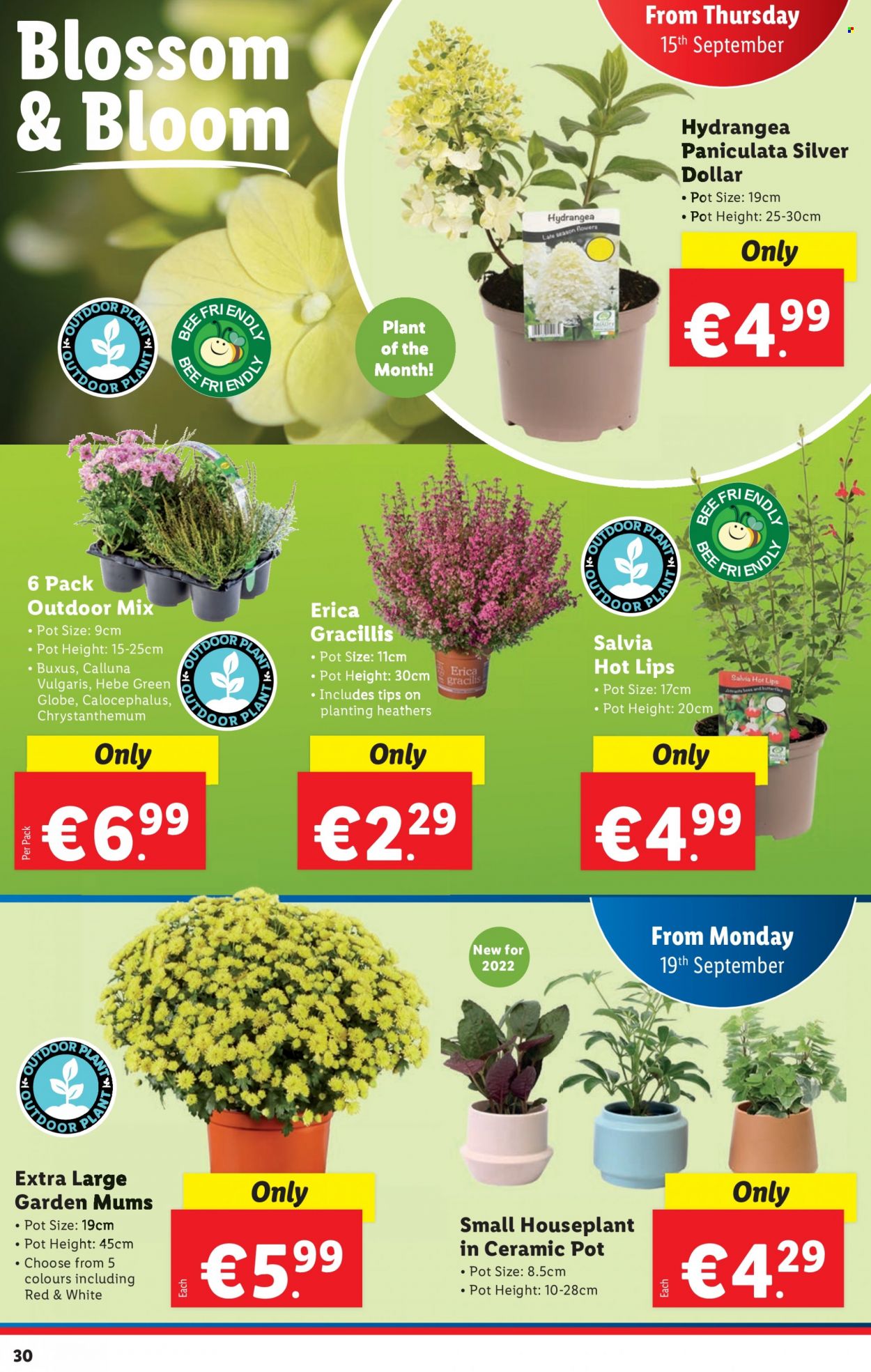 Lidl offer - 15.09.2022 - 21.09.2022. Page 30