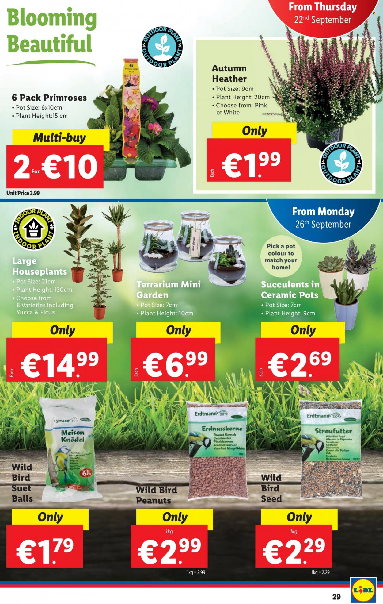 Lidl offer - 22.09.2022 - 28.09.2022. Page 29