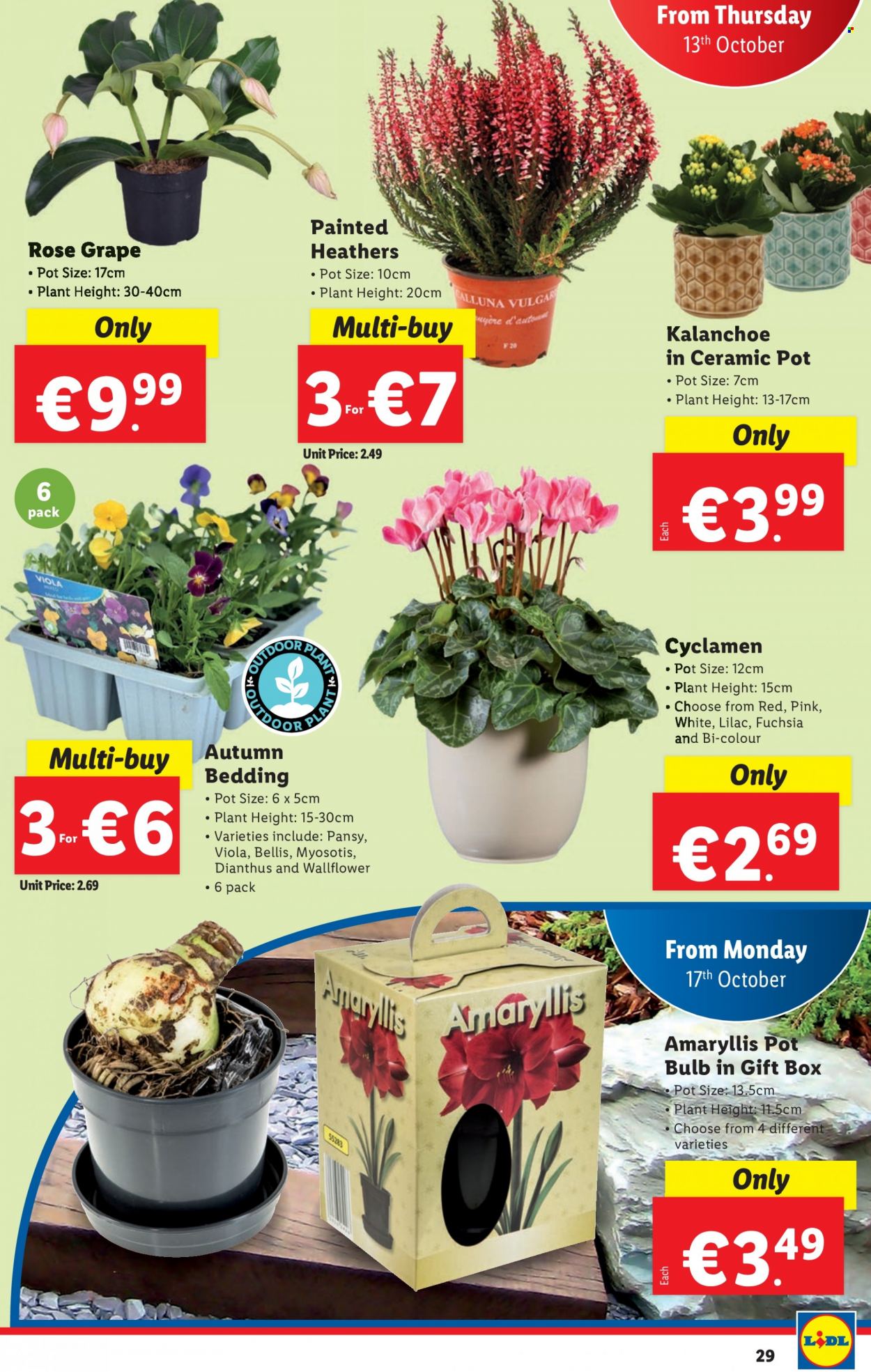 thumbnail - Lidl offer  - 13.10.2022 - 19.10.2022 - Sales products - rosé wine, pot, gift box, bulb, bedding, rose. Page 29.