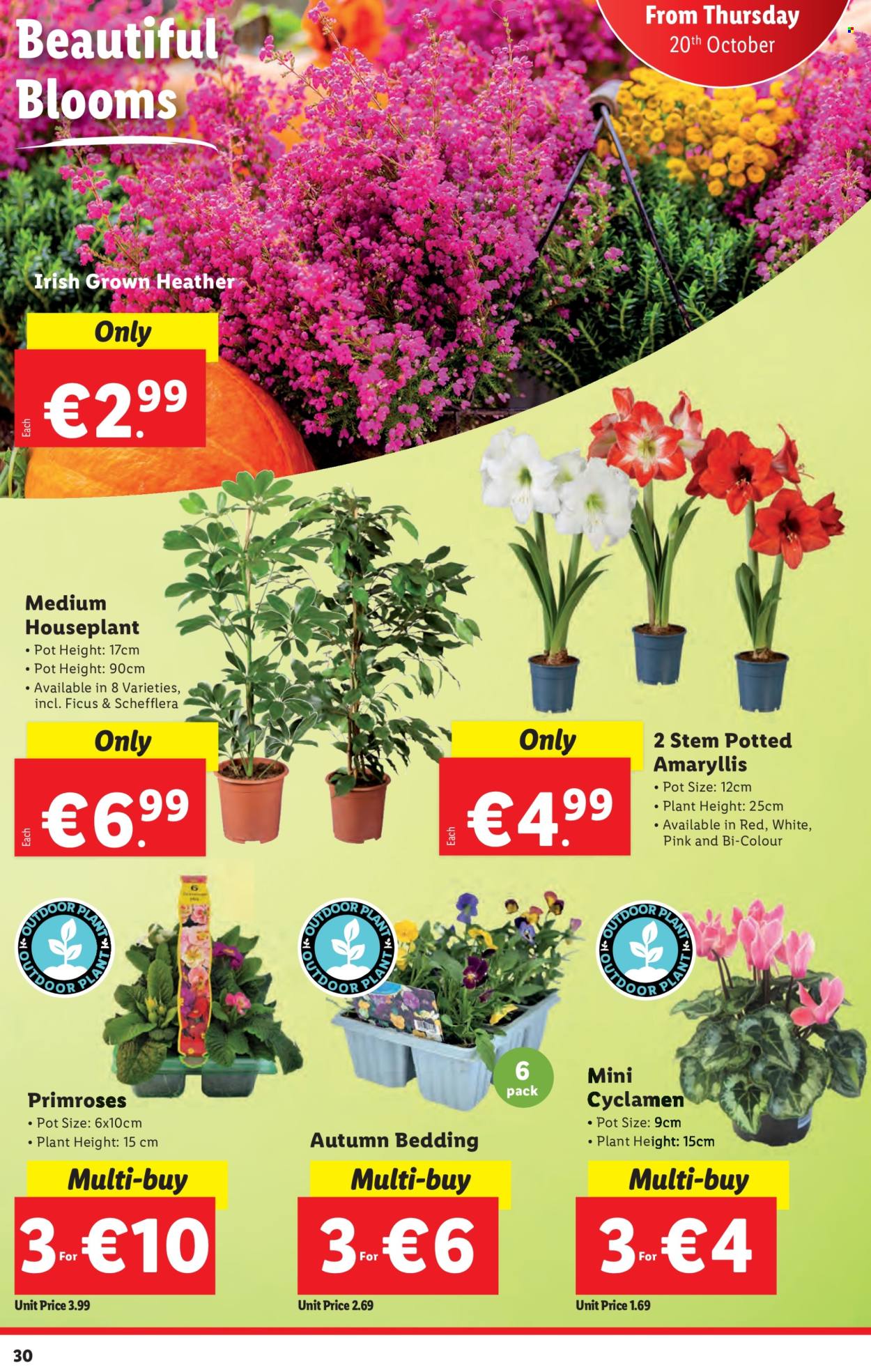 Lidl offer - 20.10.2022 - 26.10.2022. Page 30