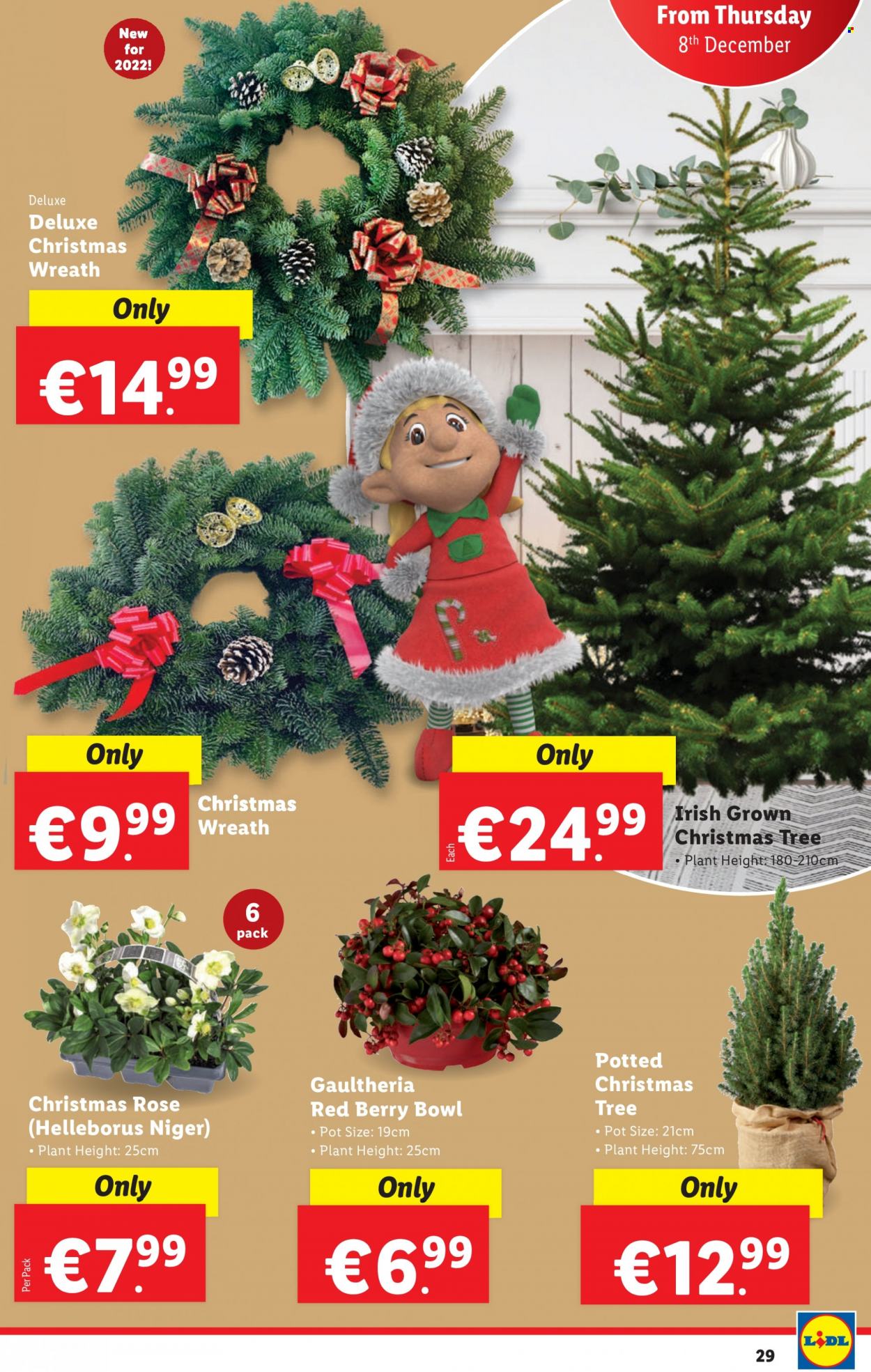 thumbnail - Lidl offer  - 08.12.2022 - 14.12.2022 - Sales products - wreath, christmas tree, wine, rosé wine, pot, bowl, rose. Page 29.