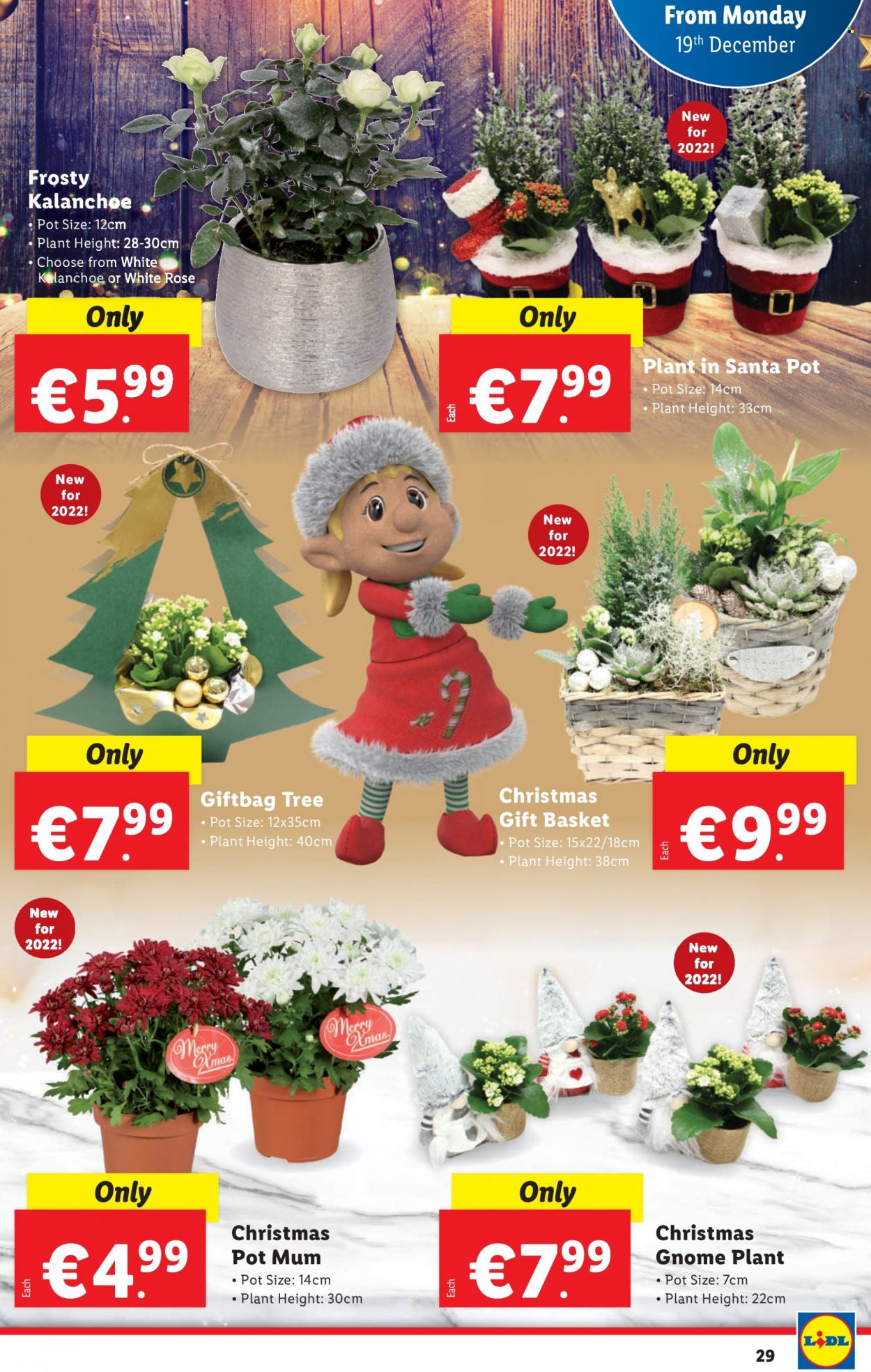 Lidl offer - 15.12.2022 - 24.12.2022. Page 29