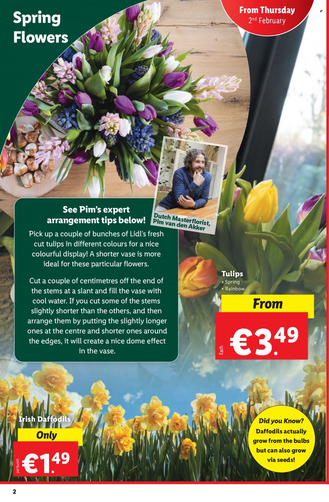 thumbnail - Lidl offer  - 02.02.2023 - 08.02.2023 - Sales products - vase, bulb, tulip, bunches, daffodil. Page 2.