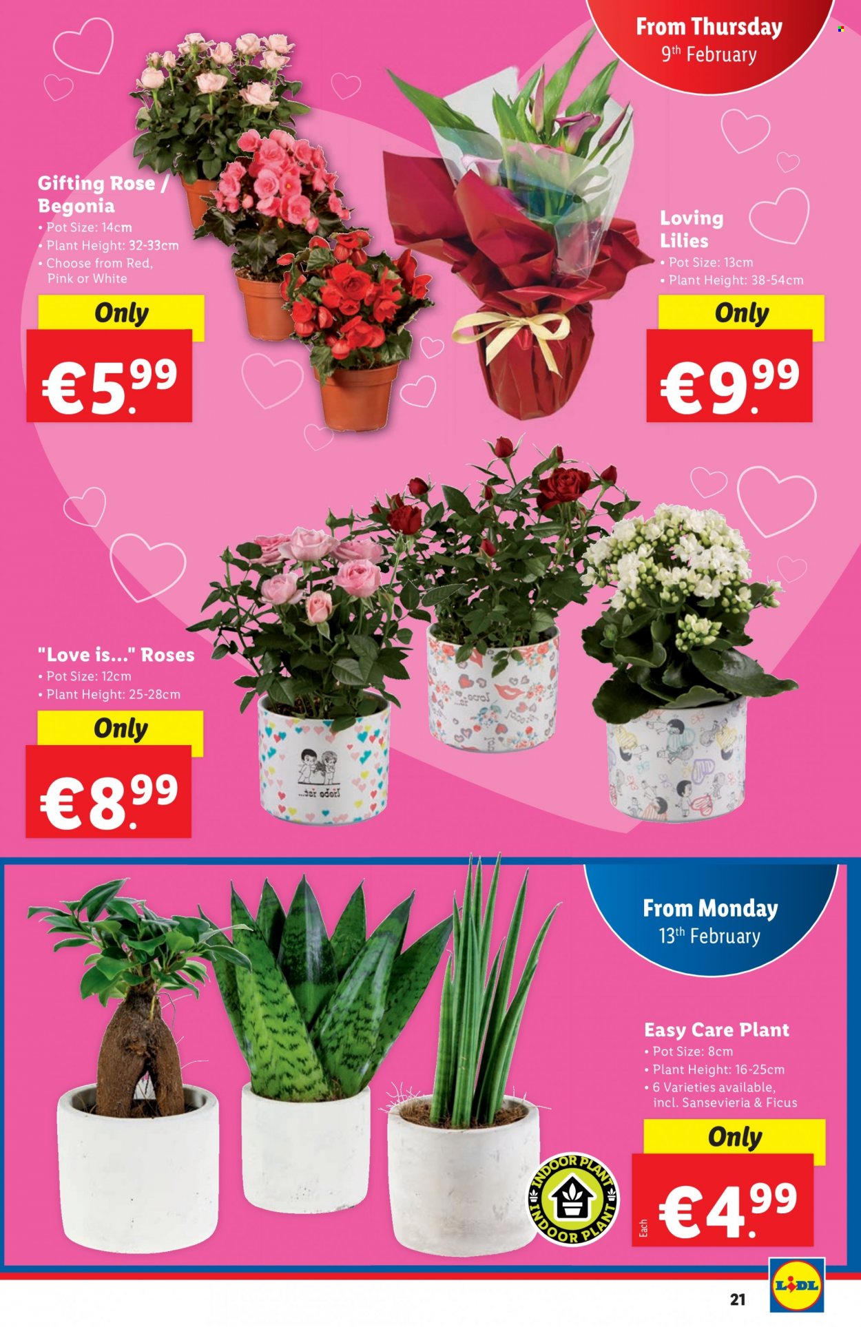 Lidl offer - 09.02.2023 - 15.02.2023. Page 21