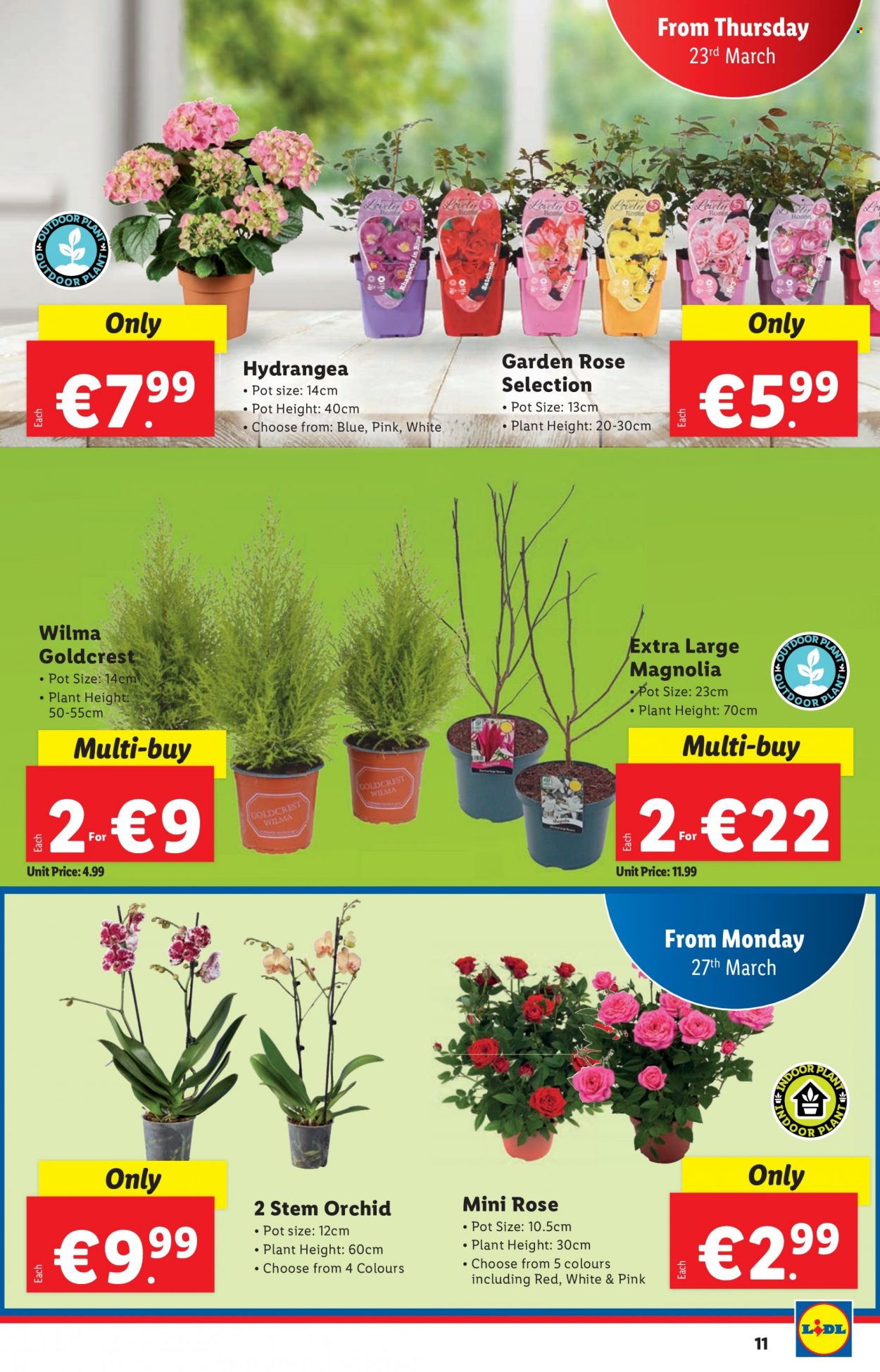 thumbnail - Lidl offer  - 23.03.2023 - 29.03.2023 - Sales products - wine, rosé wine, bin, pot, rose. Page 11.